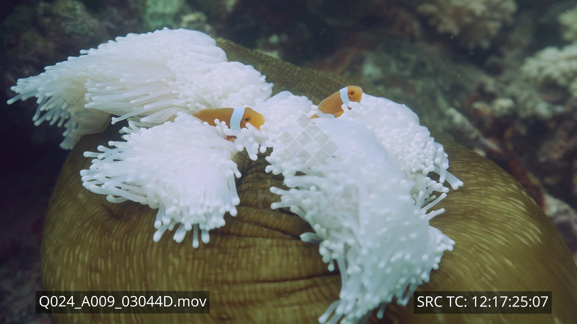 BiopixelAnemonefish - Clownfish in bleached anemone 8K+ 1 - Biopixel