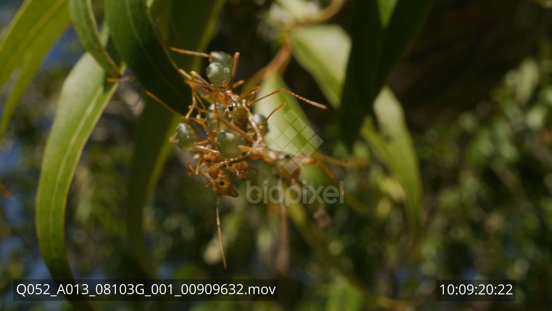 Ant – Green tree ant nest probe lens 8K 4