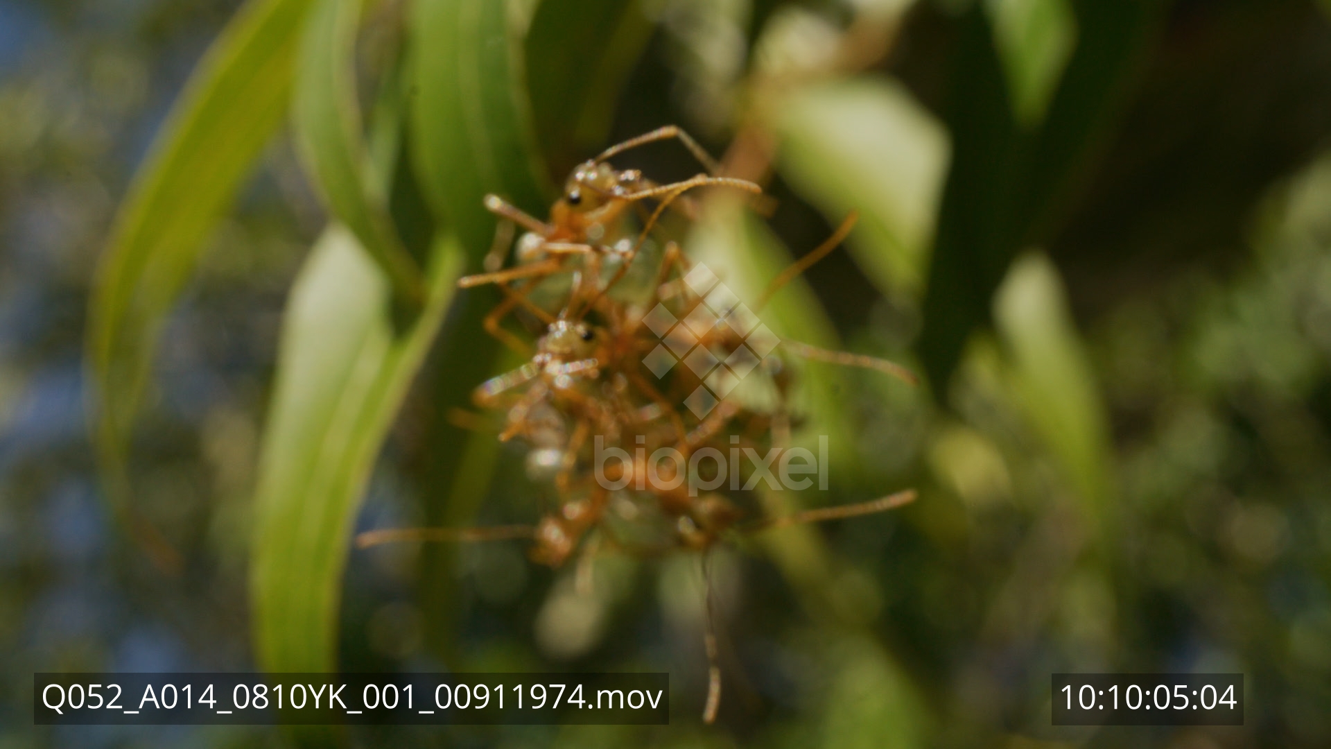 Ant – Green tree ant nest probe lens 8K 5