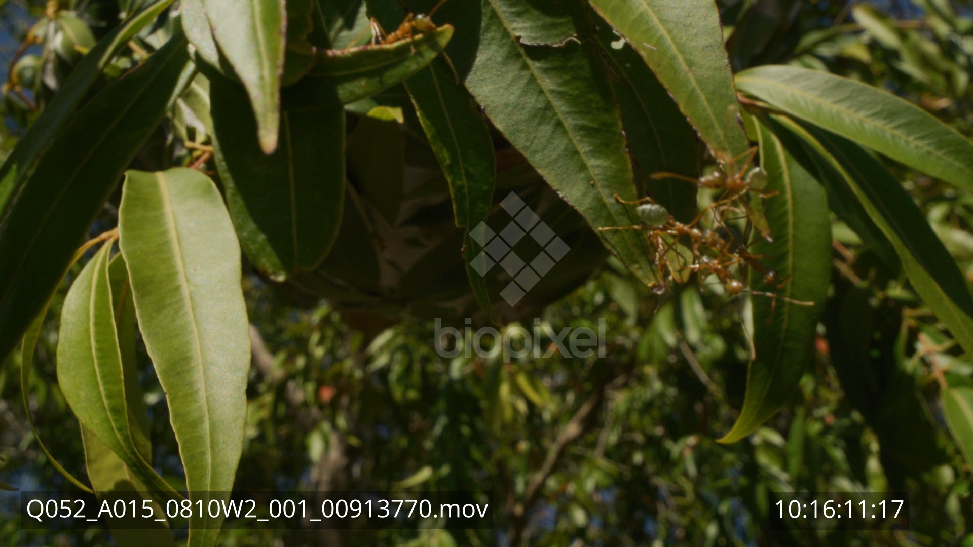 Ant – Green tree ant nest probe lens 8K 6