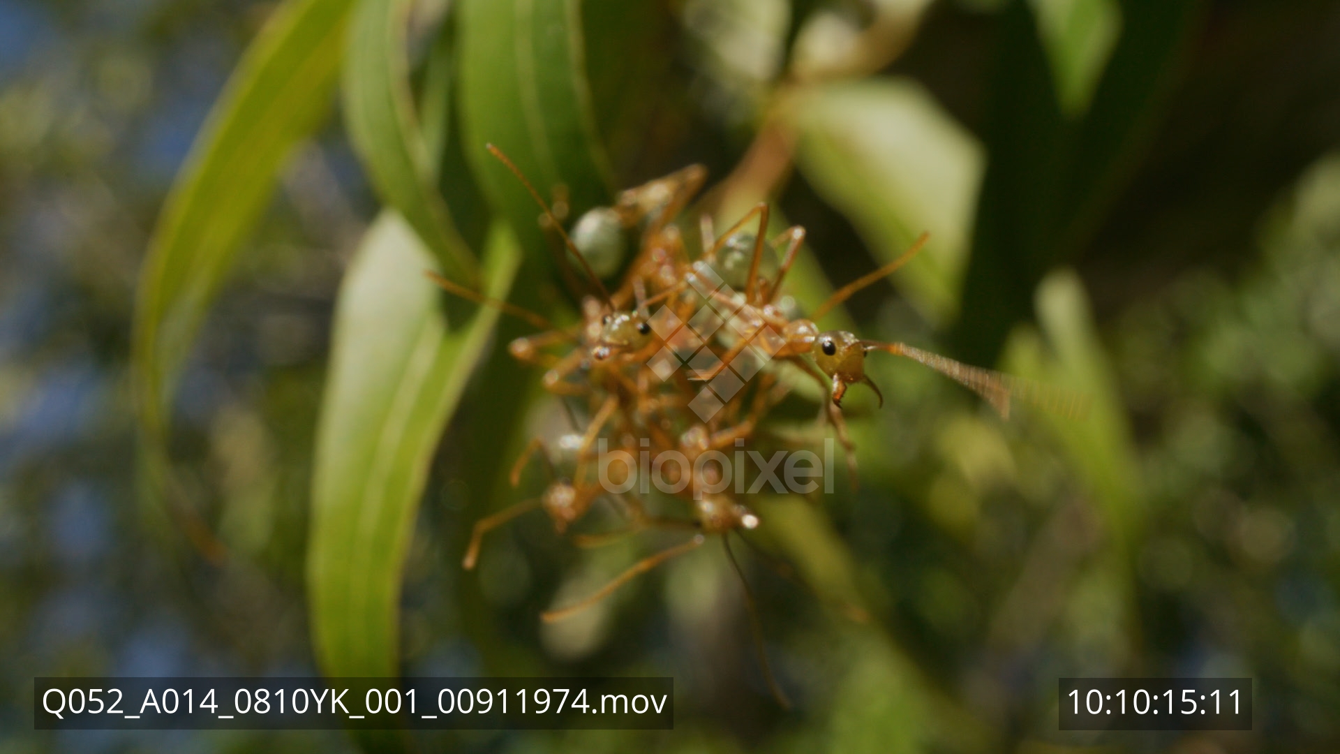 Ant – Green tree ant nest probe lens 8K 7
