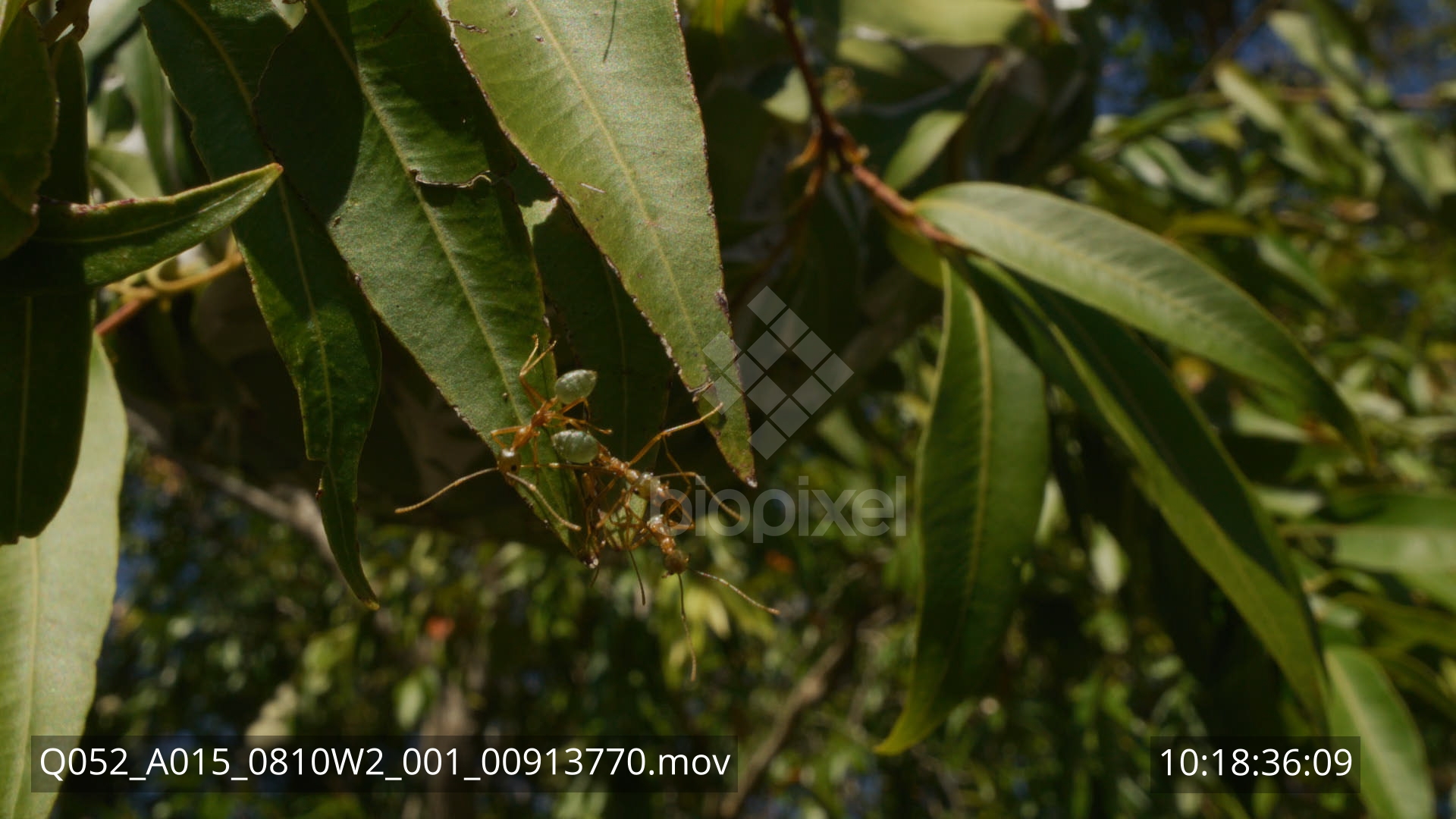 Ant – Green tree ant nest probe lens 8K 8