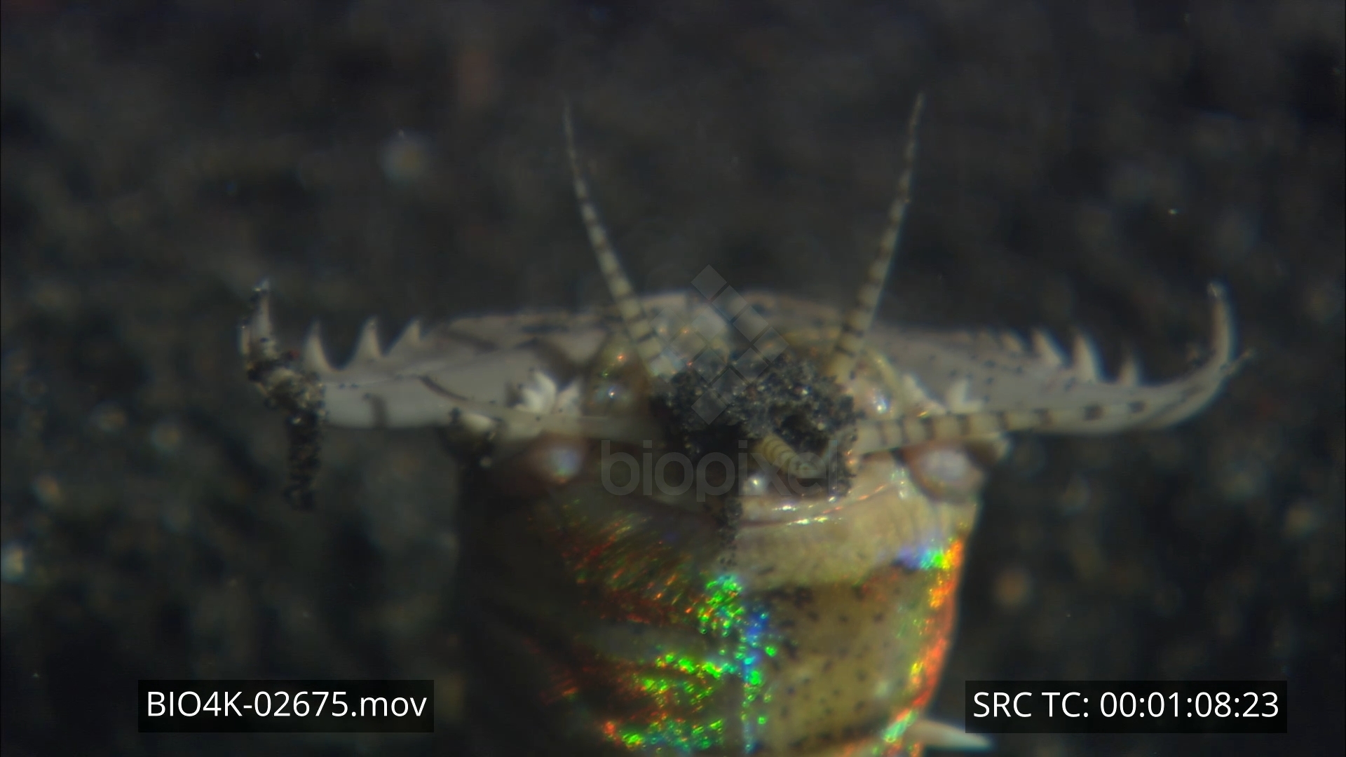 Bobbit worm 4K