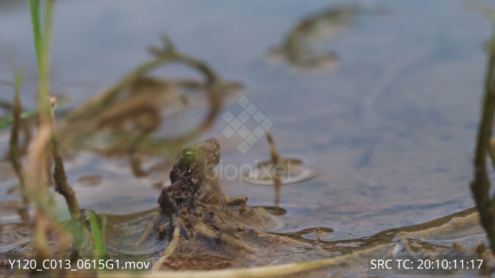 BiopixelCane toad toadlets around pond 6K+ 2 - Biopixel