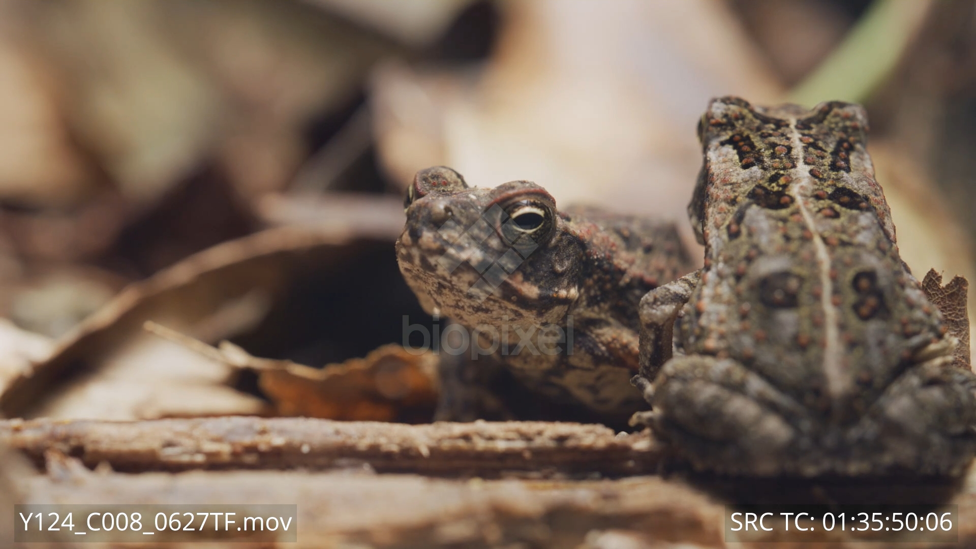 BiopixelCane toad toadlets close ups 6K+ 4 - Biopixel