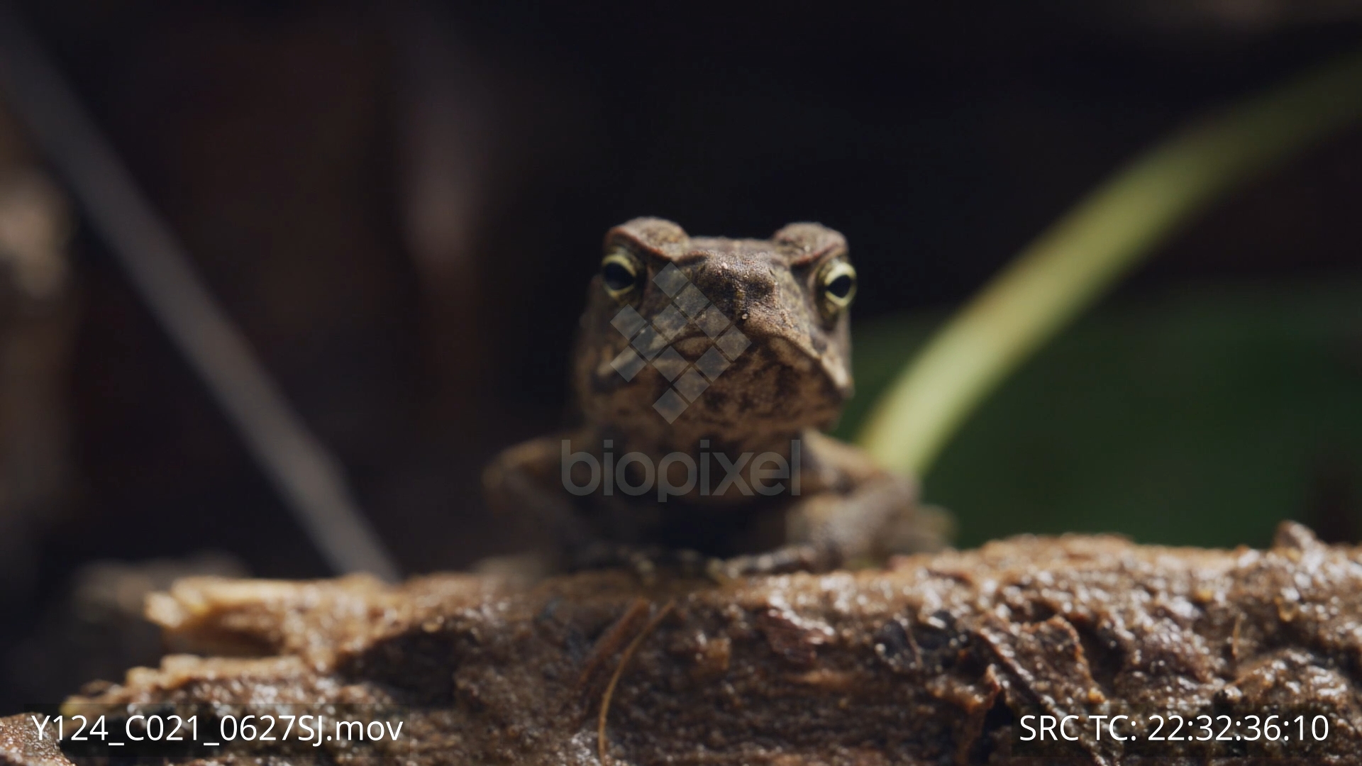 BiopixelCane toad toadlets close ups 6K+ 5 - Biopixel