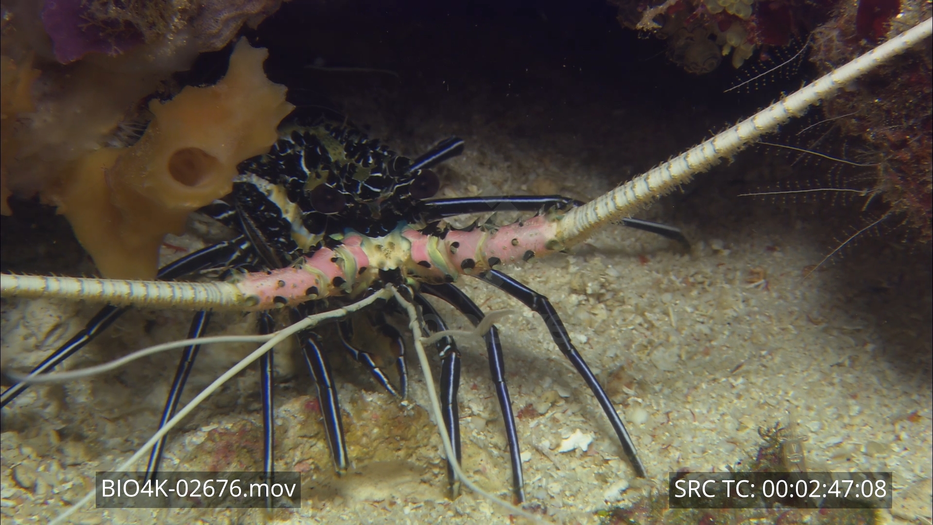 Crayfish – Painted crayfish 4K