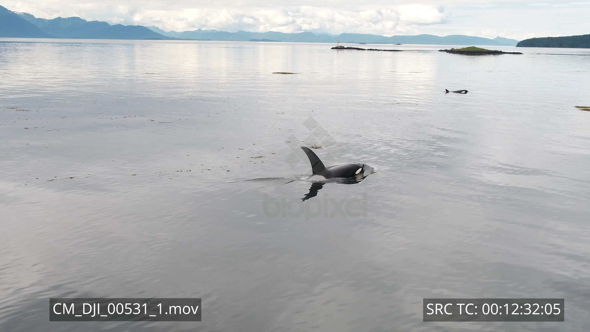 Dolphin – Orca pod Drone Aerial 4K 2