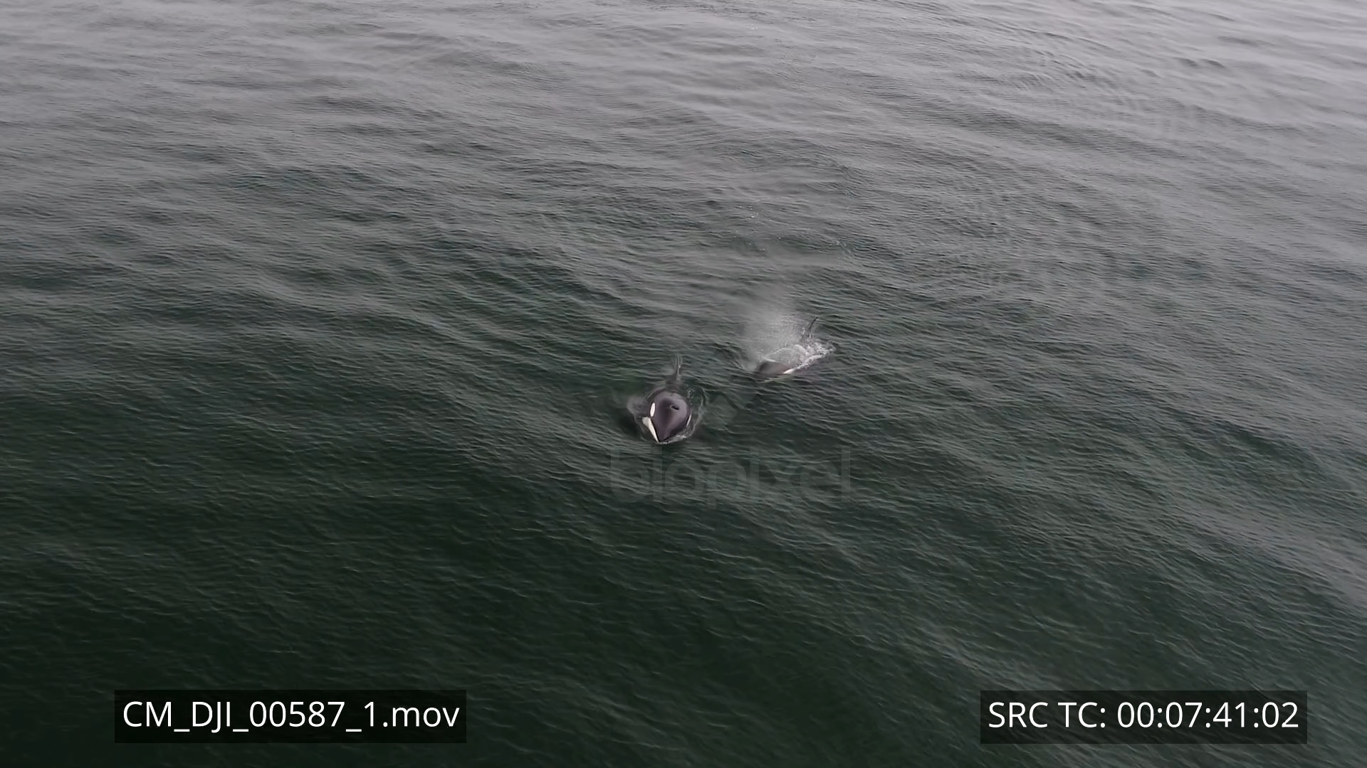 Dolphin – Orca pod Drone Aerial 4K 3