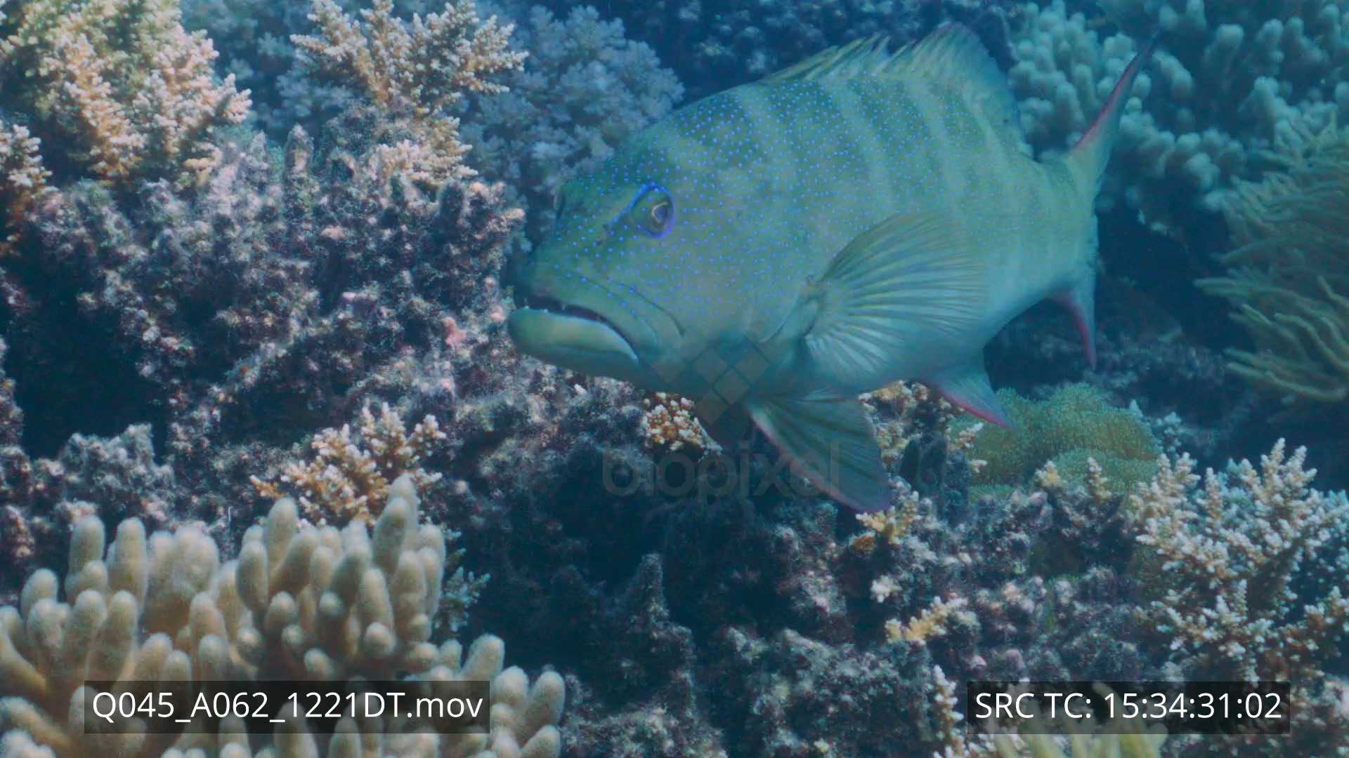 Grouper – Coral trout slow motion 4K+