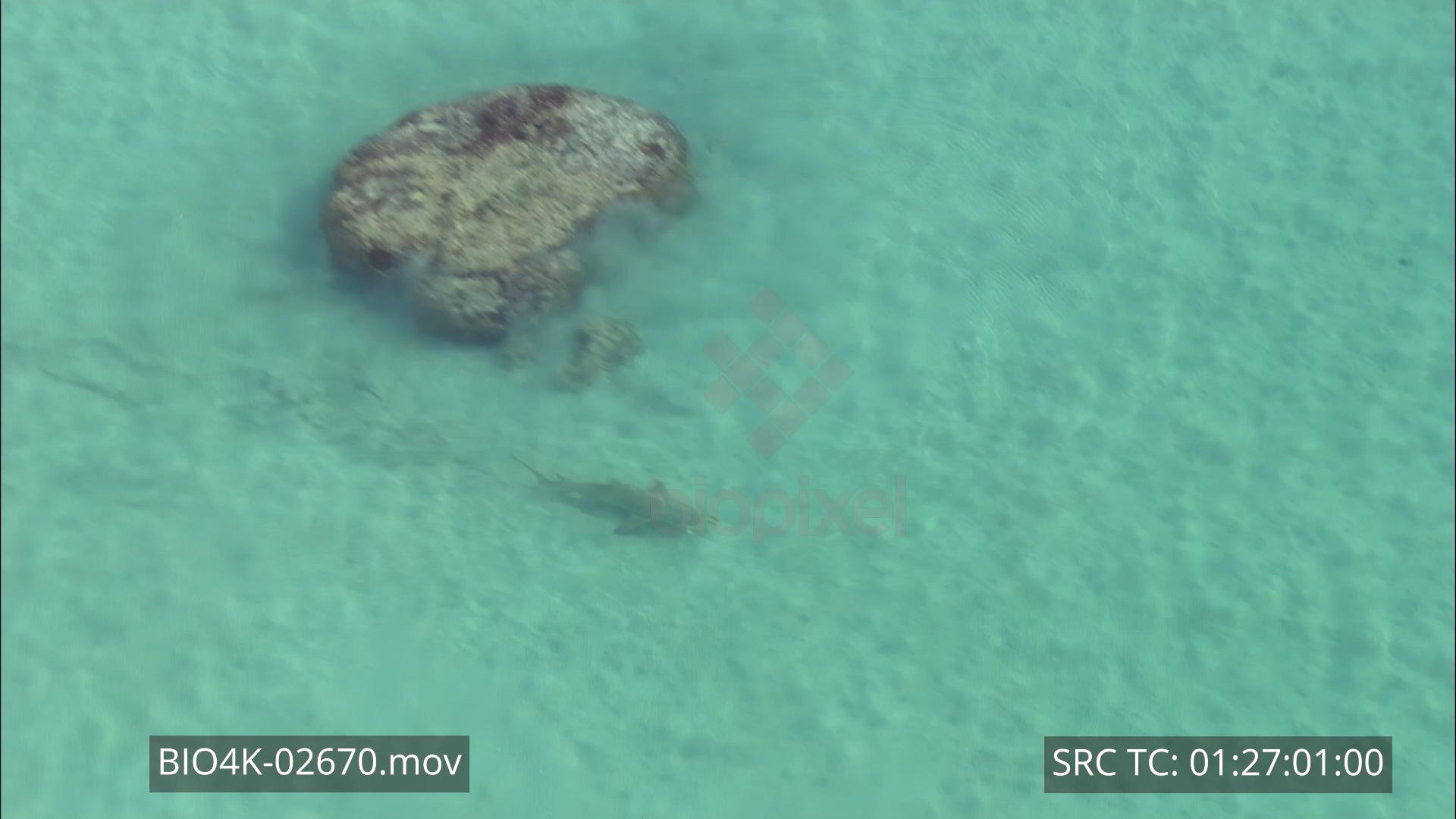 Lemon shark hunting batfish in shallow reef flat Aerial 4K 2