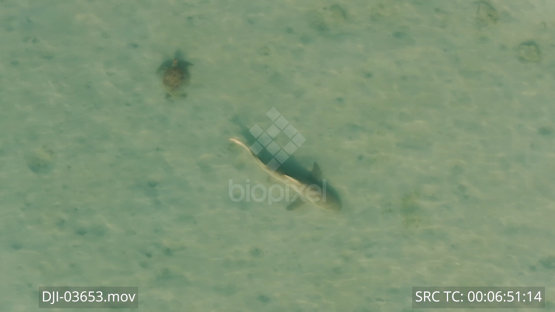 BiopixelLemon shark hunting batfish in shallow reef flat Aerial 4K ...
