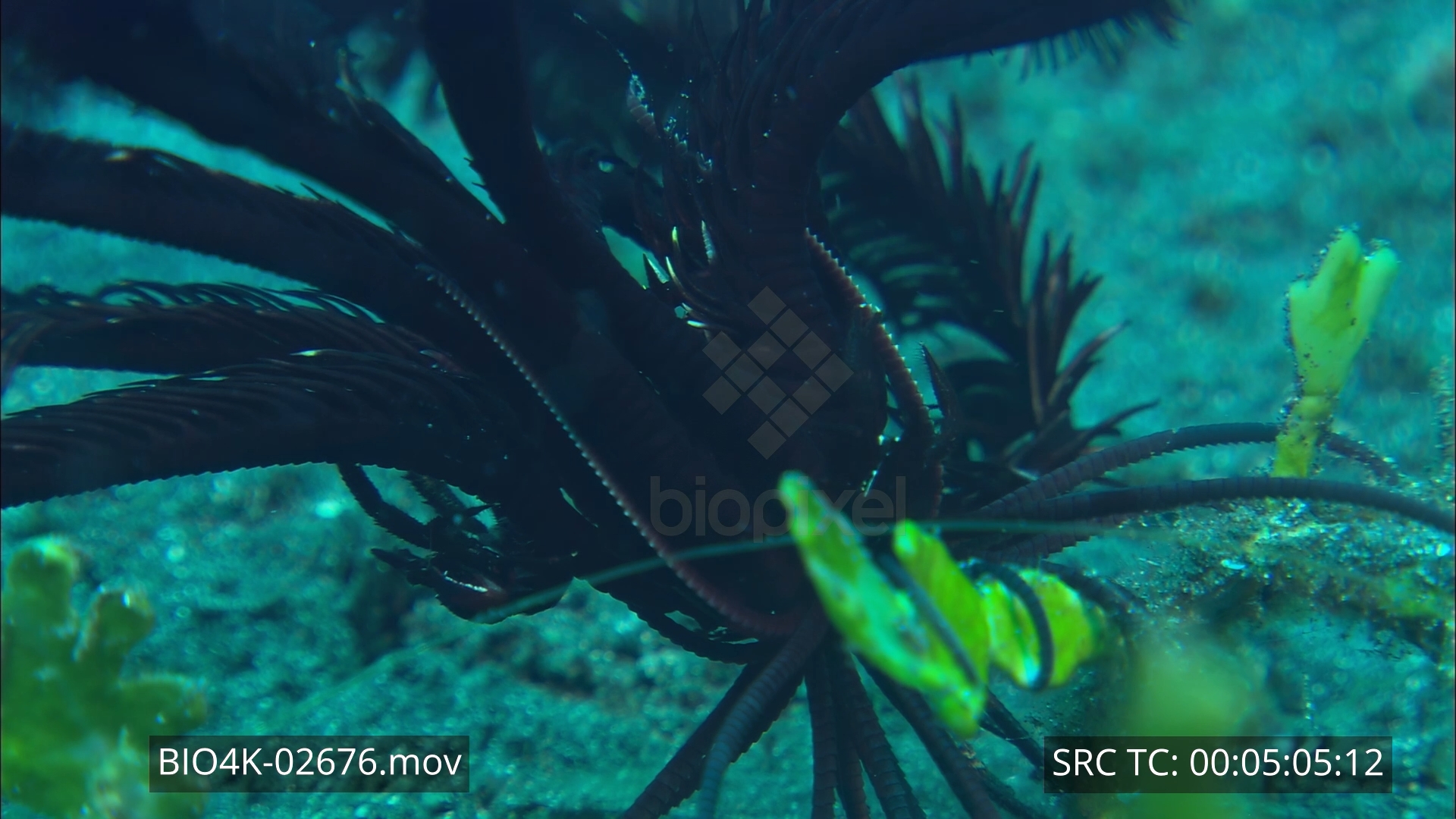 Lobster – Squat lobster on featherstar 4K