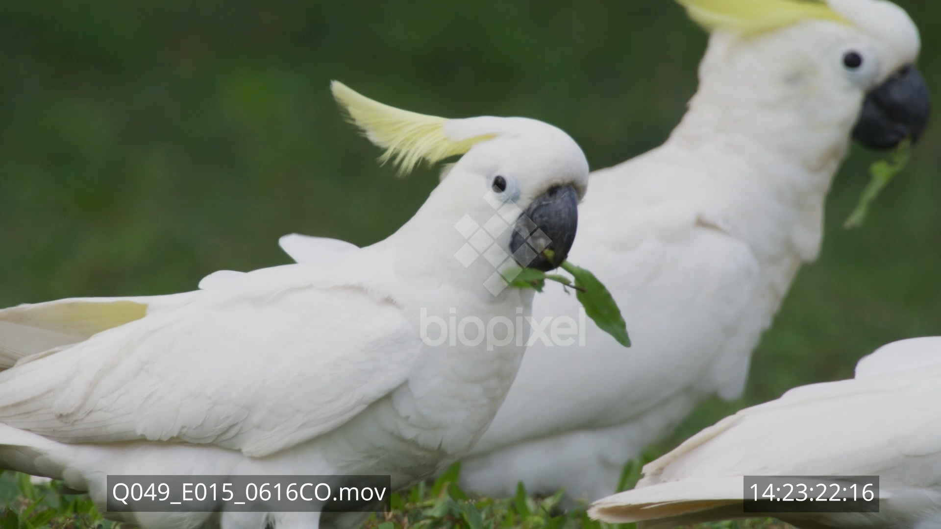 Parrot – White Cockatoo feeding on ground 8K 3