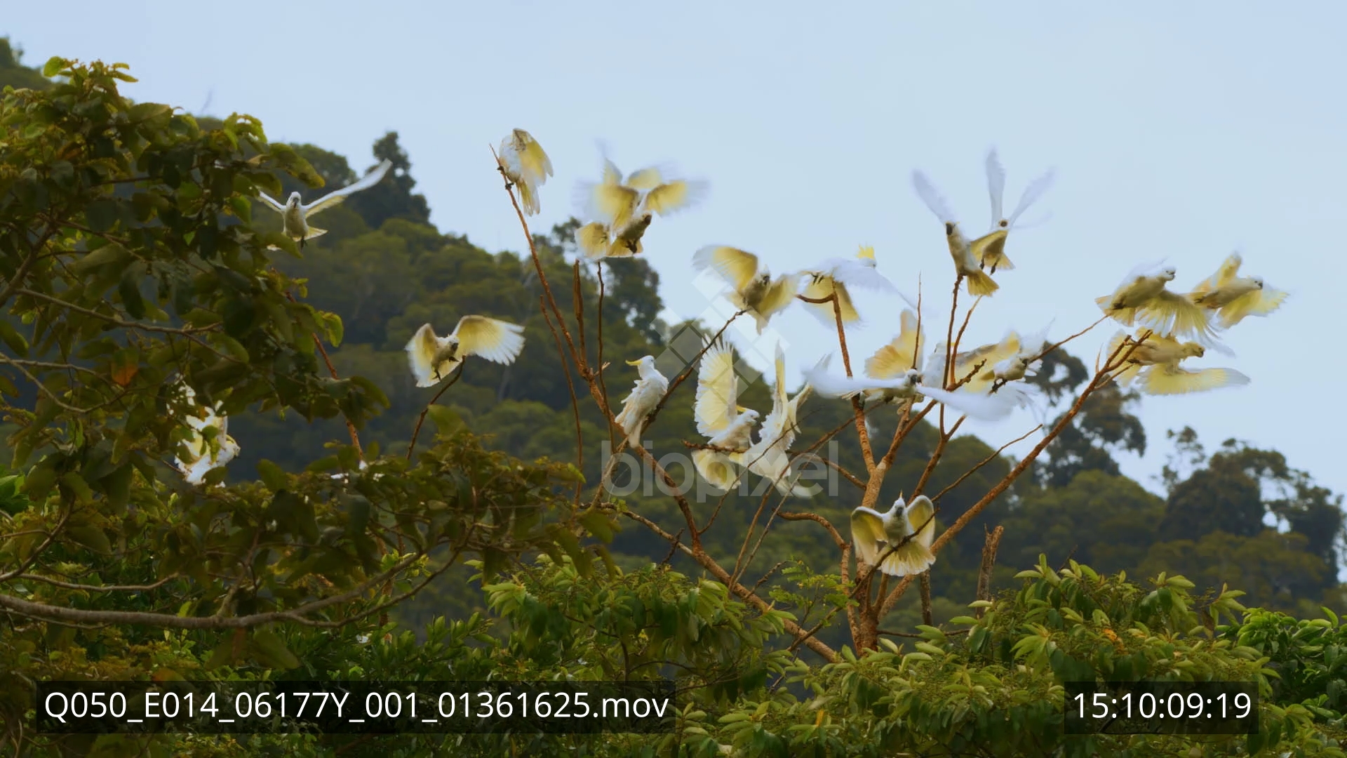 Parrot – White Cockatoo flock in tree 8K 1