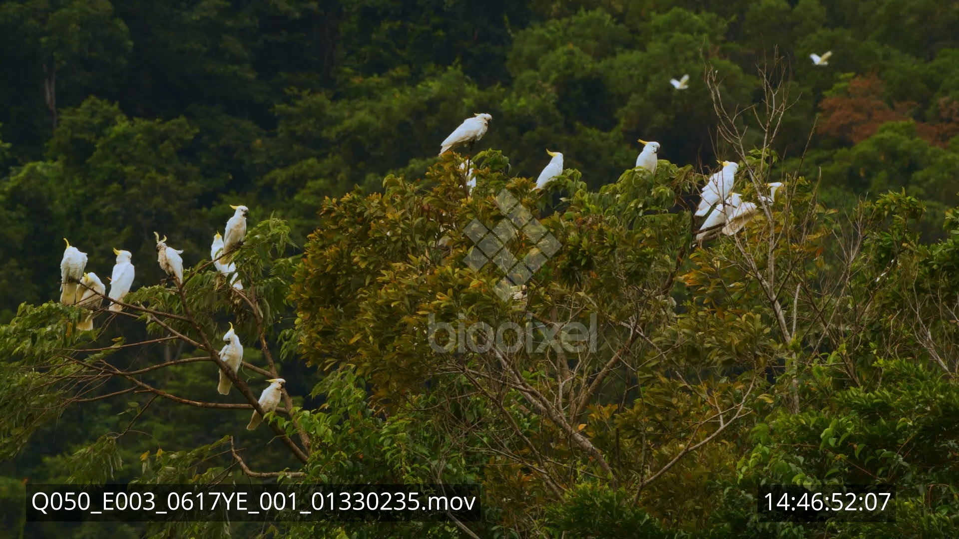 Parrot – White Cockatoo flock in tree 8K 2