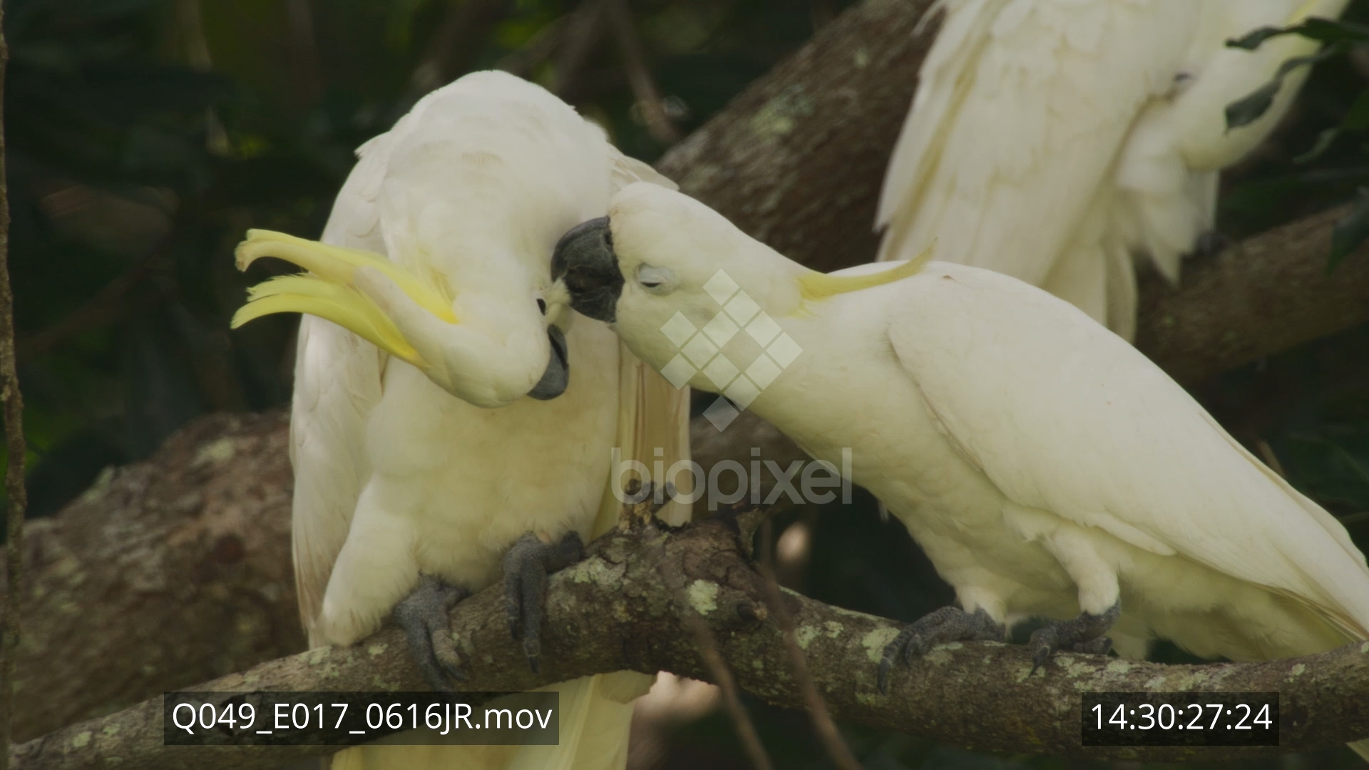 Parrot – White Cockatoo flock in tree 8K 3