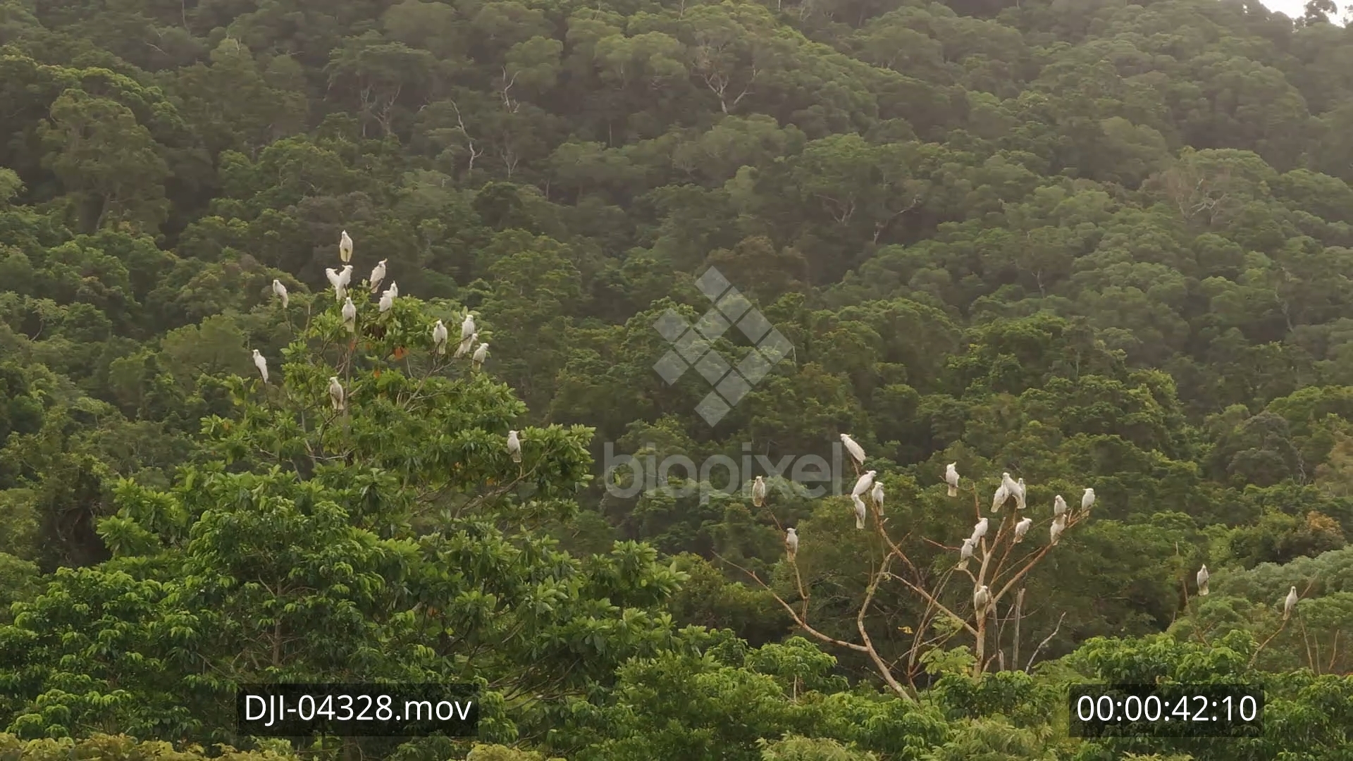 Parrot – White Cockatoo flock in tree Aerial 4K 1