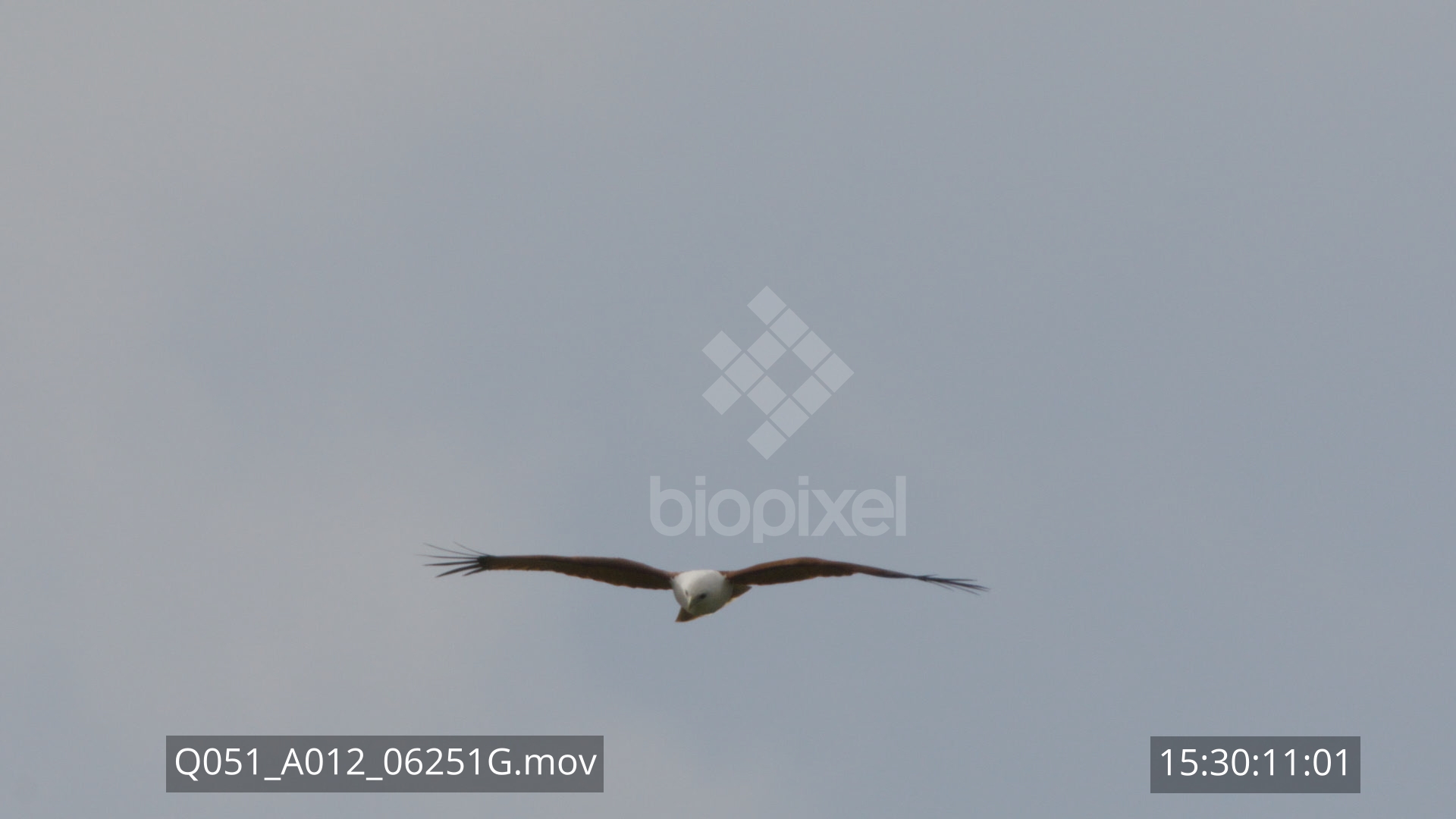 Raptor – Osprey taking flying slow motion 240 frames per second 4K
