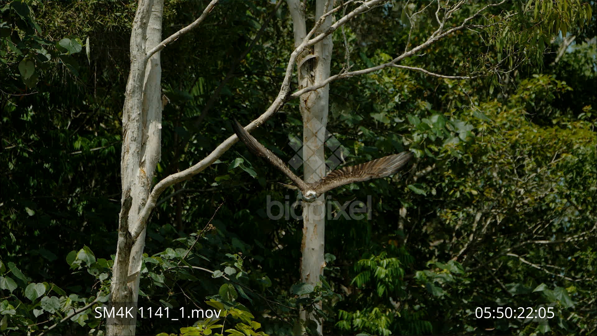 Raptor – Osprey taking off slow motion 4K