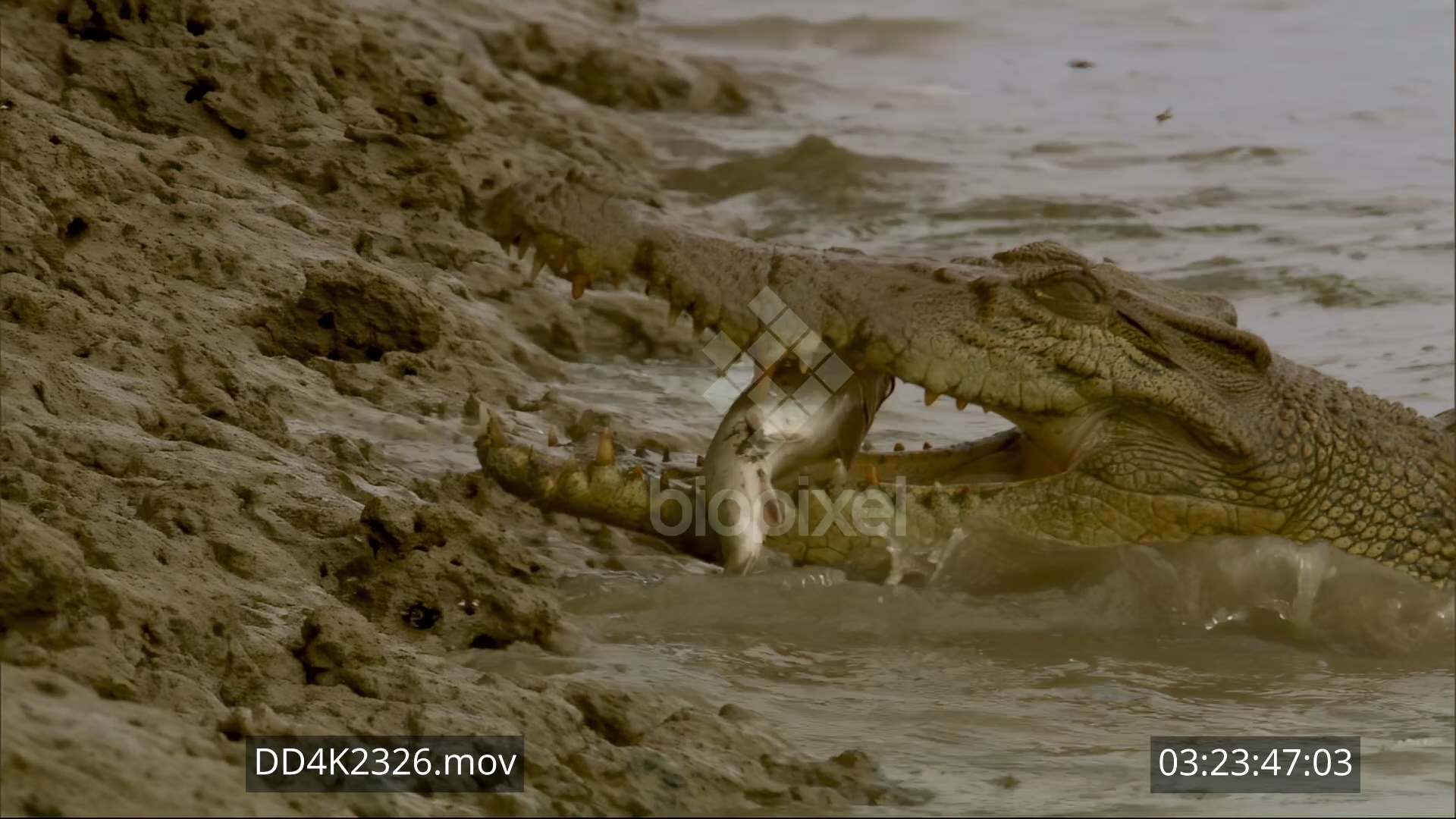 Saltwater crocodile eating catfish 4K 1