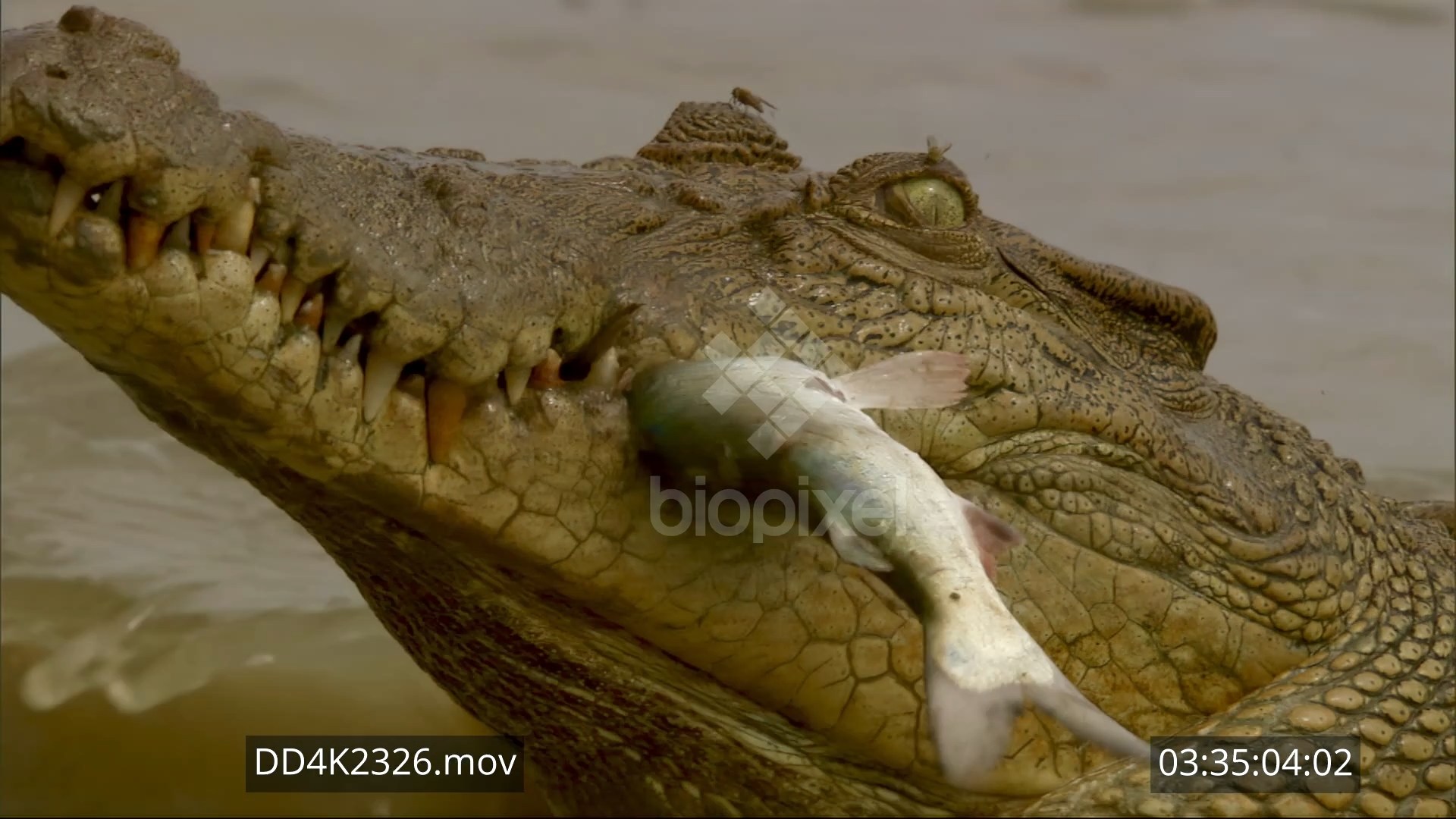 Saltwater crocodile eating catfish 4K 2