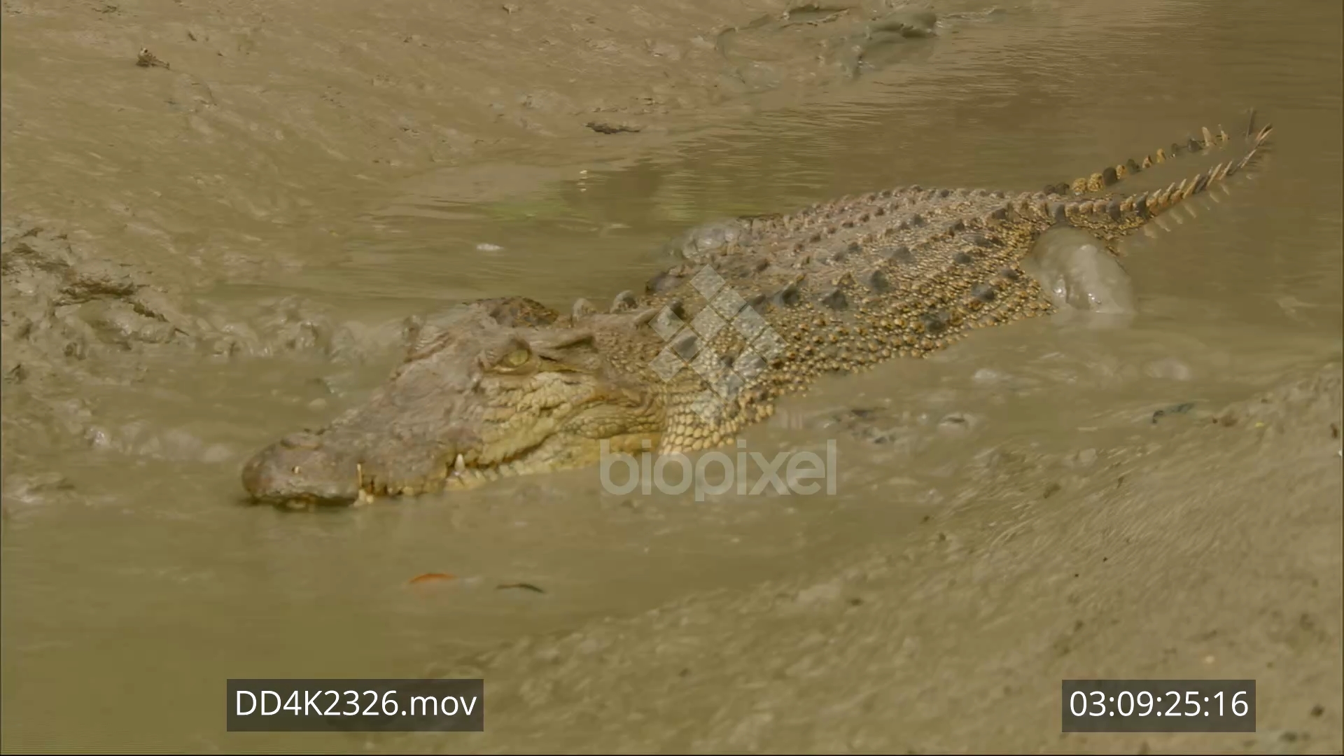 Saltwater crocodile in mangrove gutter 4K