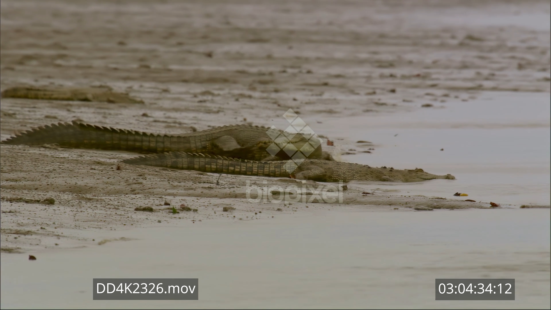 Saltwater crocodile sliding into water 4K
