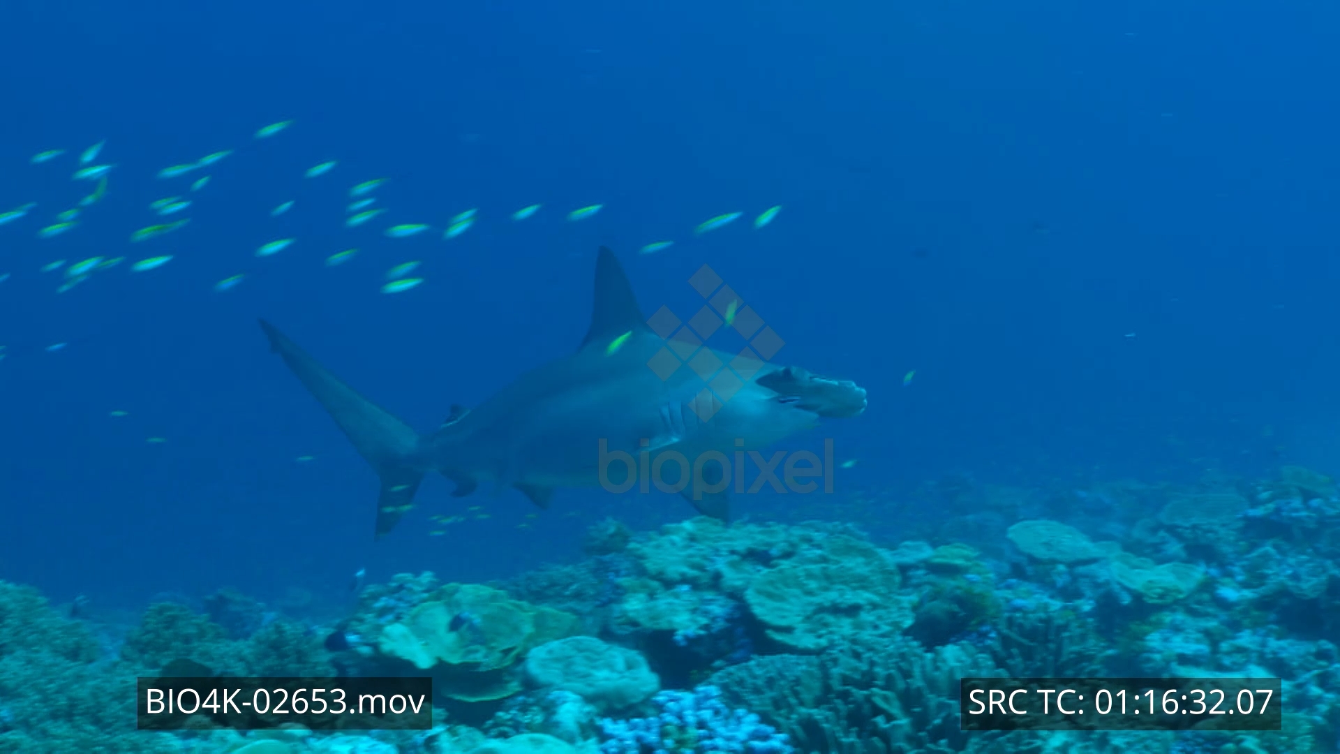 Scalloped hammerhead swimming up reef wall 4K