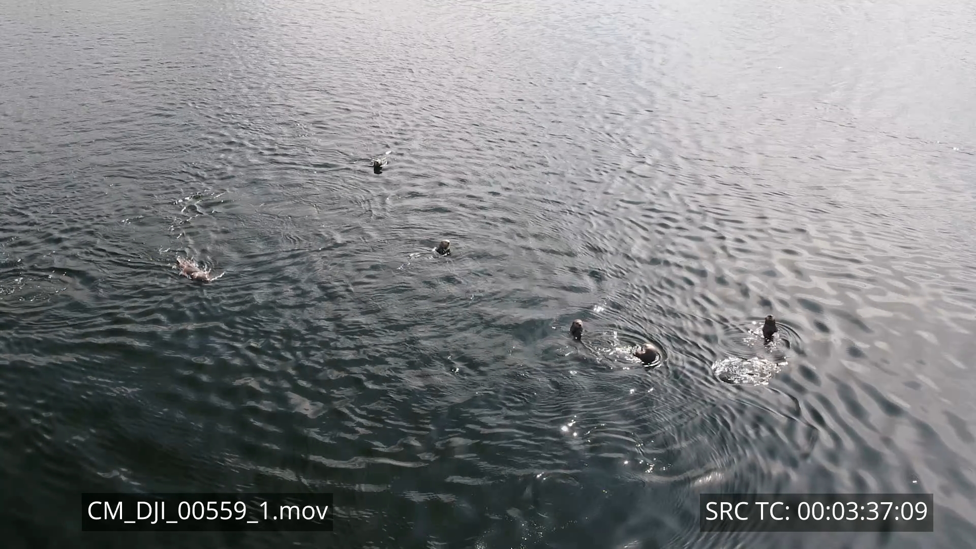 Sea otters in Alaska Aerial 4K
