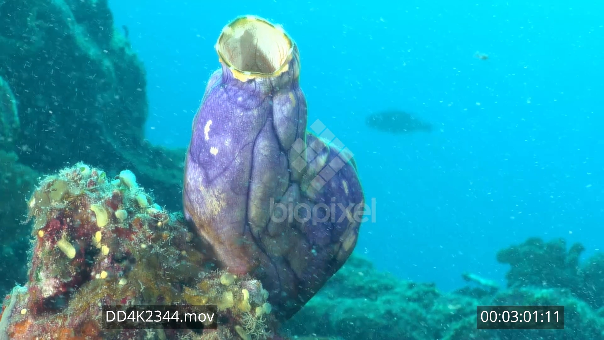 Sea squirt 4K