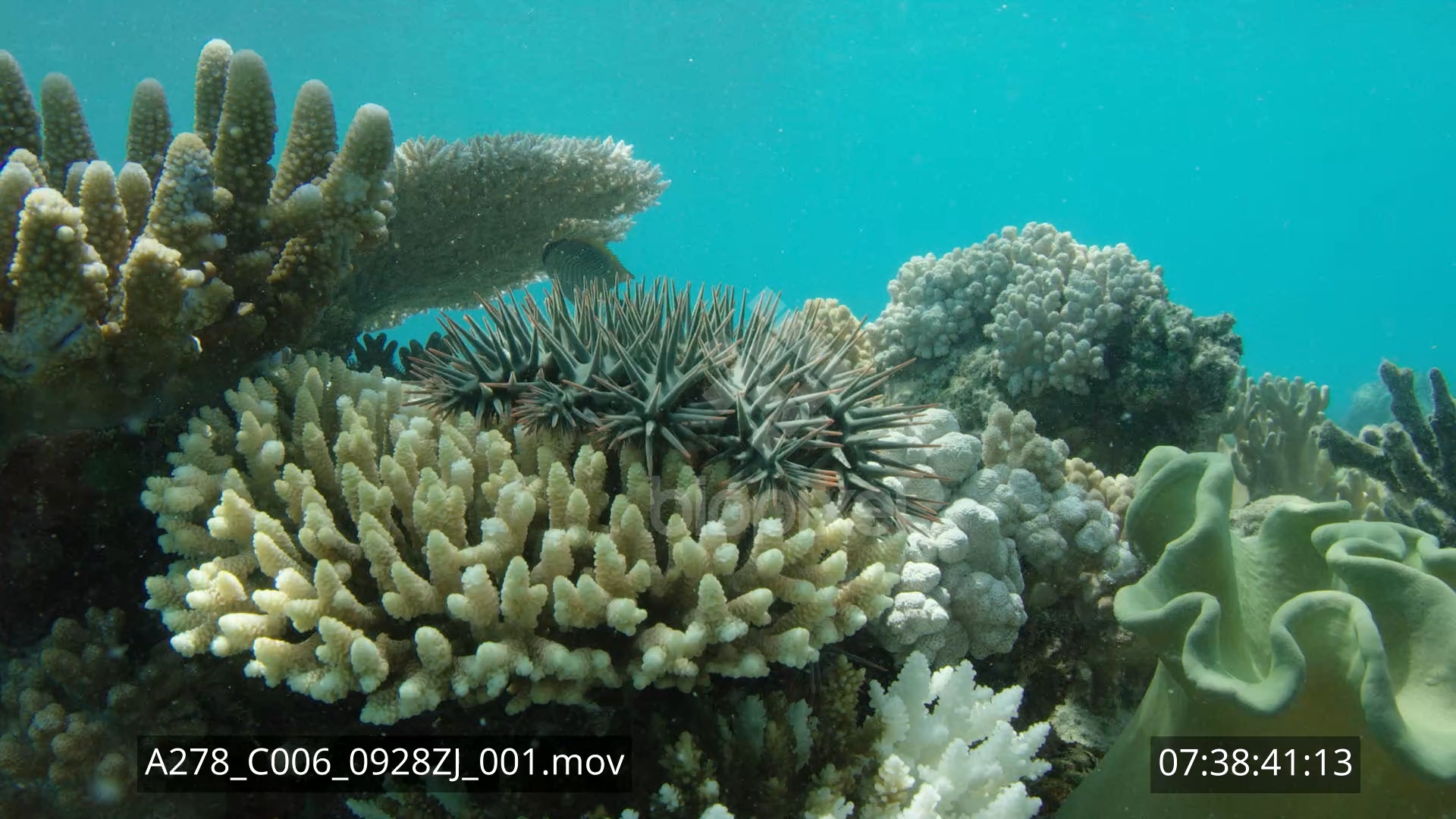 Seastar – Crown of thorns seastar 4K 2