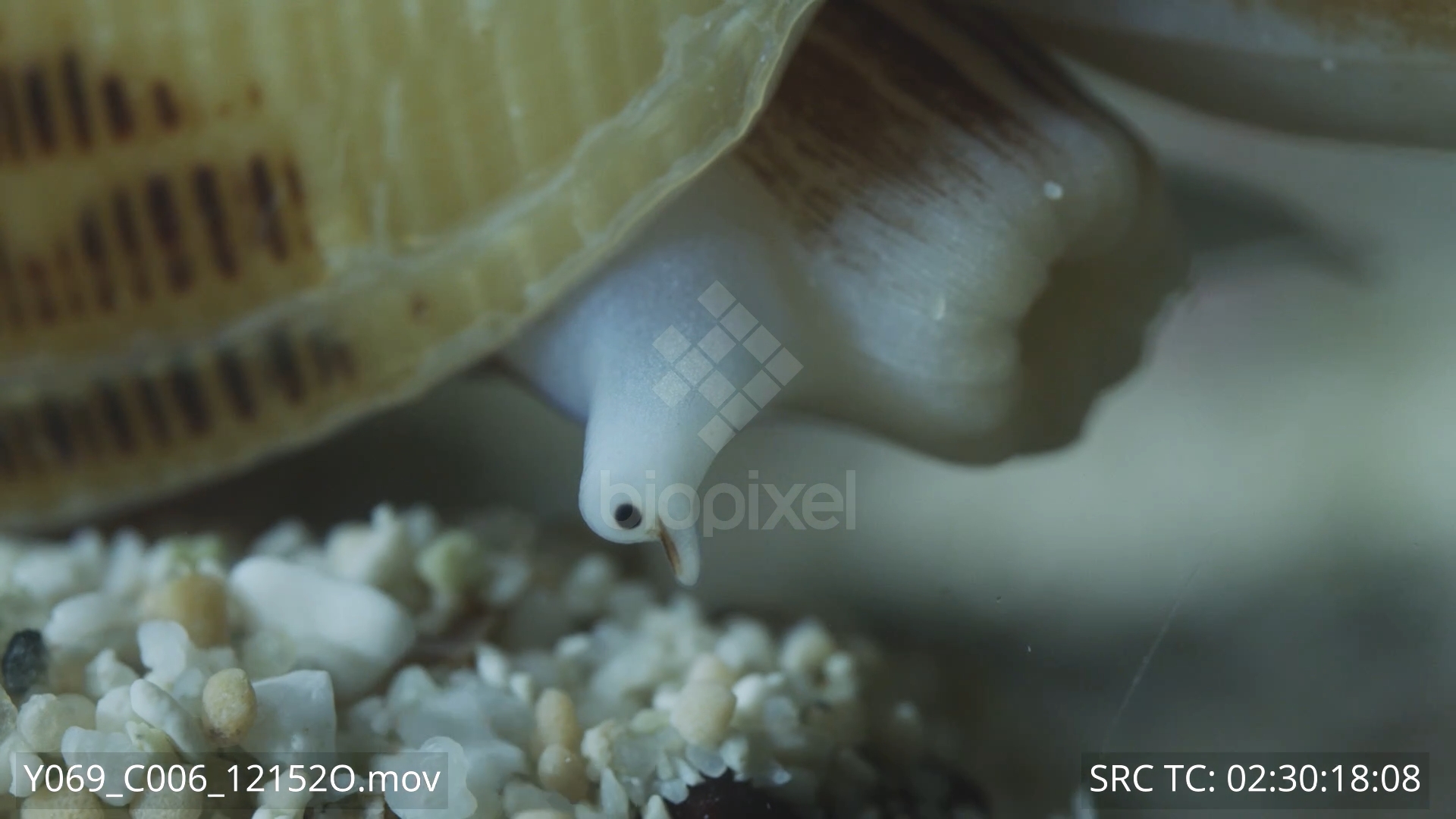 BiopixelShell - Striatus cone hunting 6K+ 19 - Biopixel
