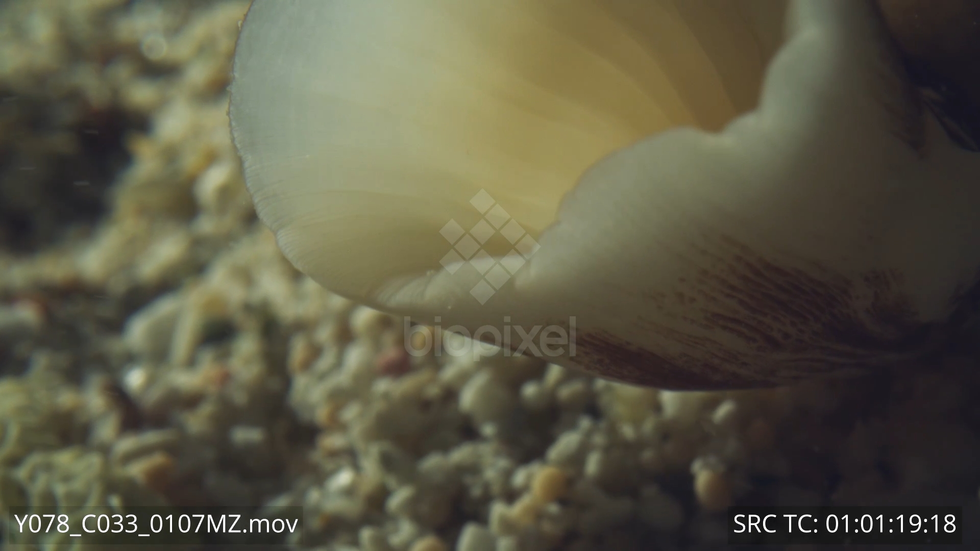 BiopixelShell - Striatus cone hunting 6K+ 31 - Biopixel