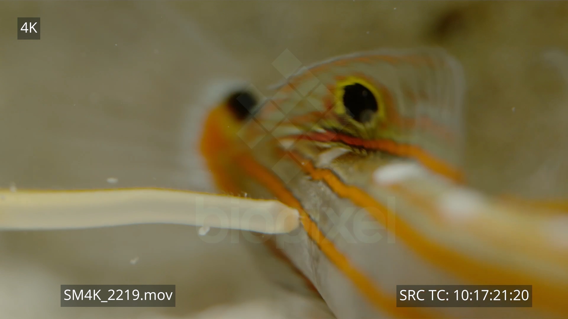 BiopixelShell - Striatus cone shell eating fish close up slow motion ...