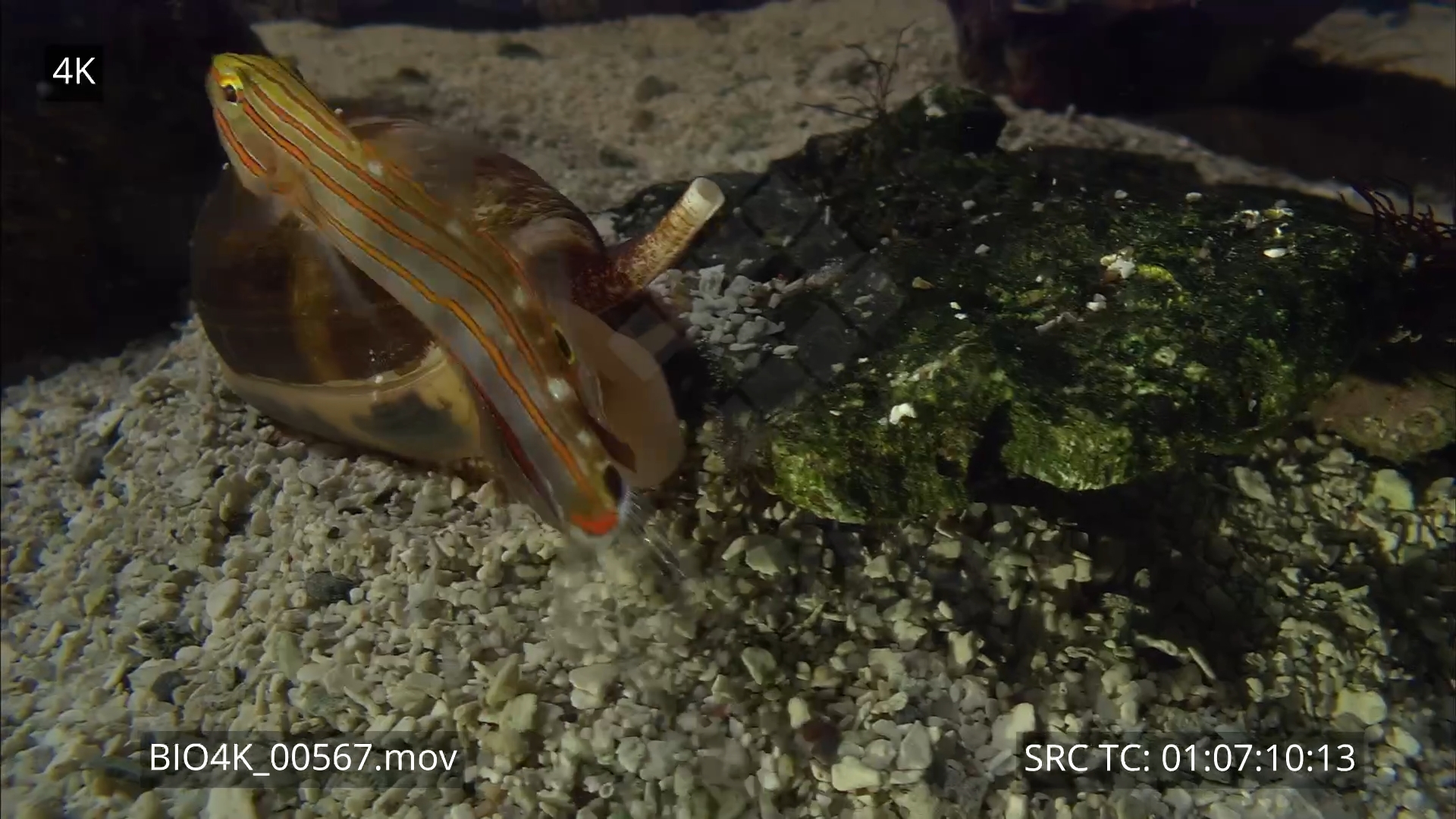 BiopixelShell - Striatus cone shell hunting and feeding 4K 1 - Biopixel