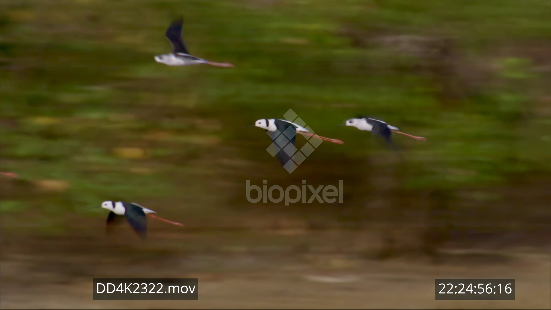 Shorebird – Pied Stilt 4K