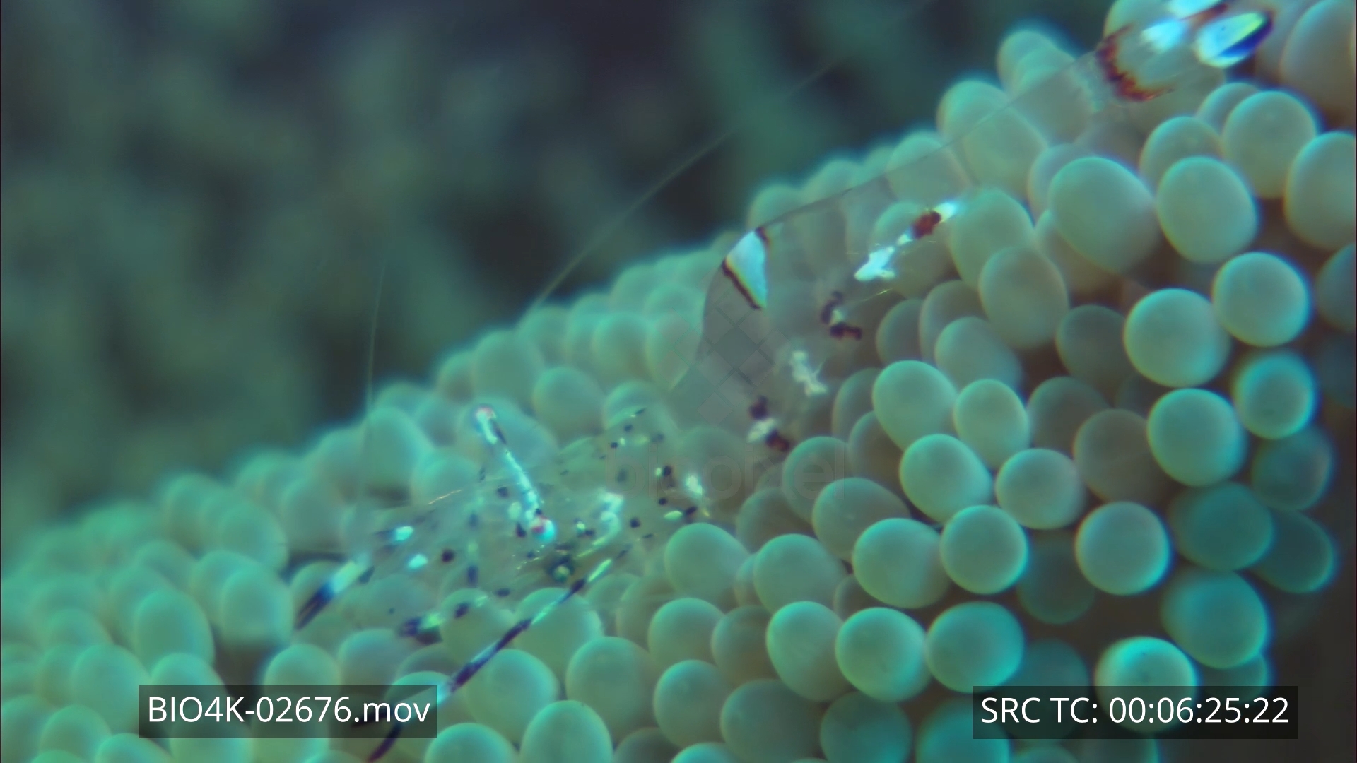 Shrimp – Anemone shrimp 4K