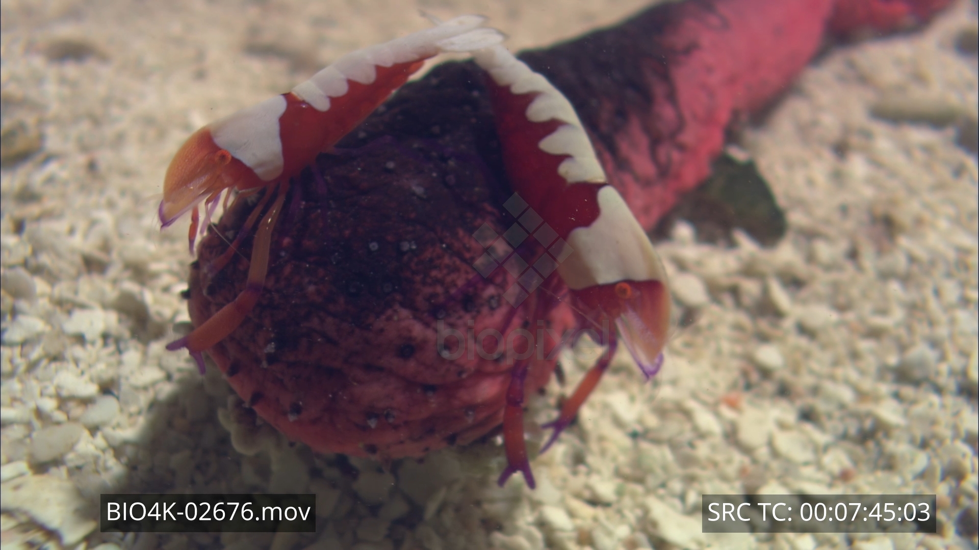 Shrimp – Emperor shrimp living on sea cucumber 4K 2