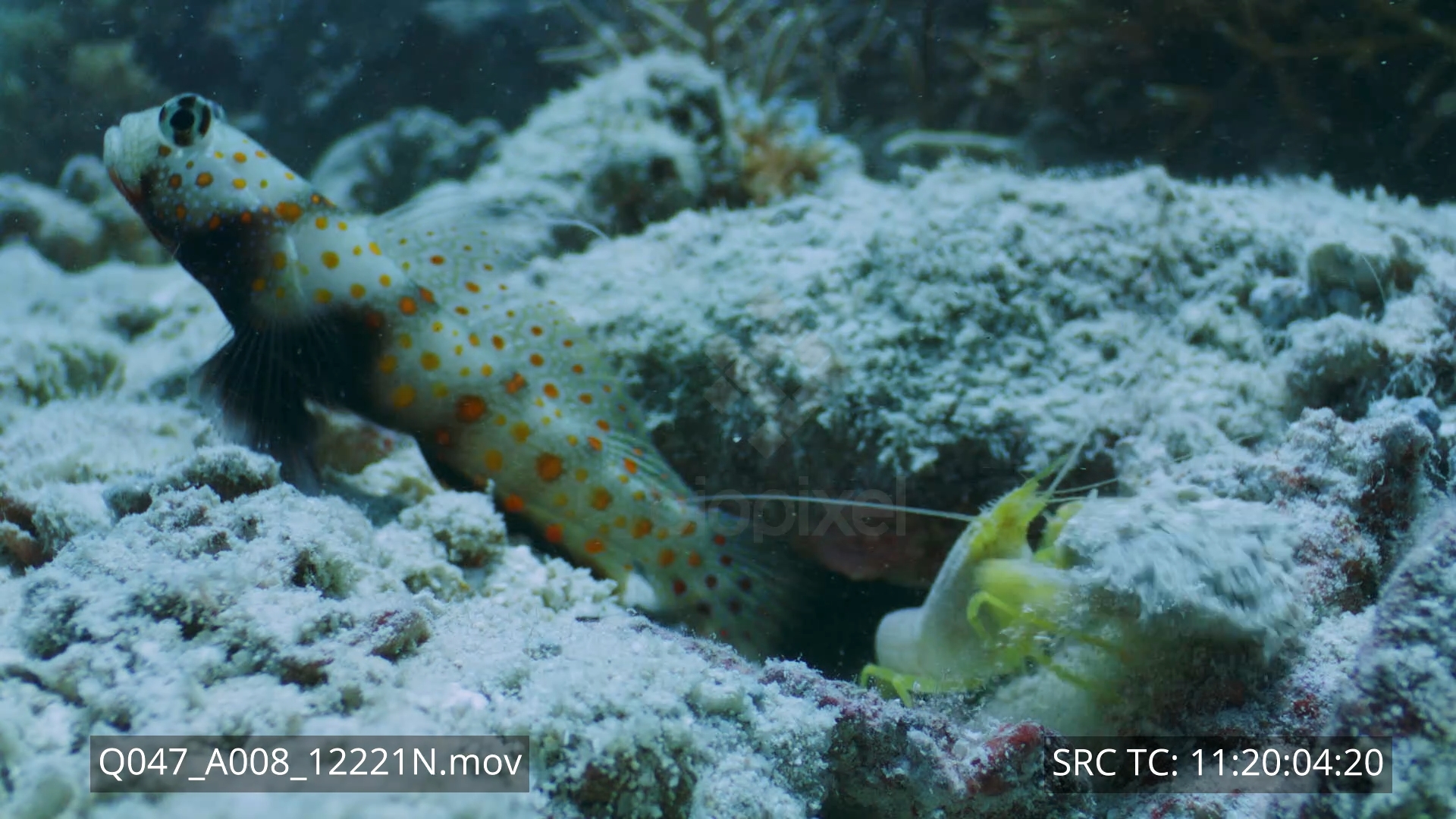 Shrimp – Pistol shrimp and symbiotic goby probe lens 8K+ 1