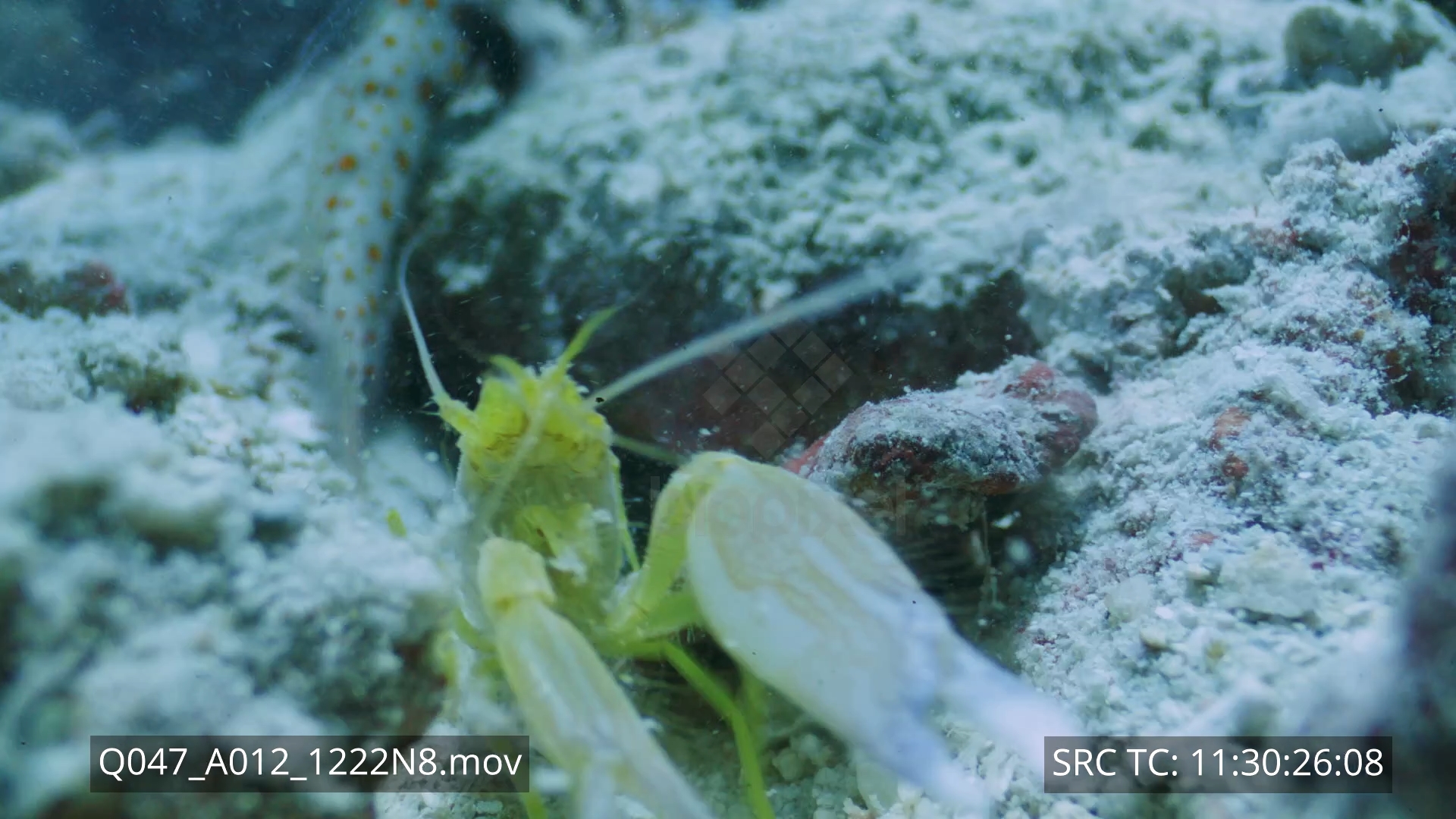 Shrimp – Pistol shrimp and symbiotic goby probe lens 8K+ 2