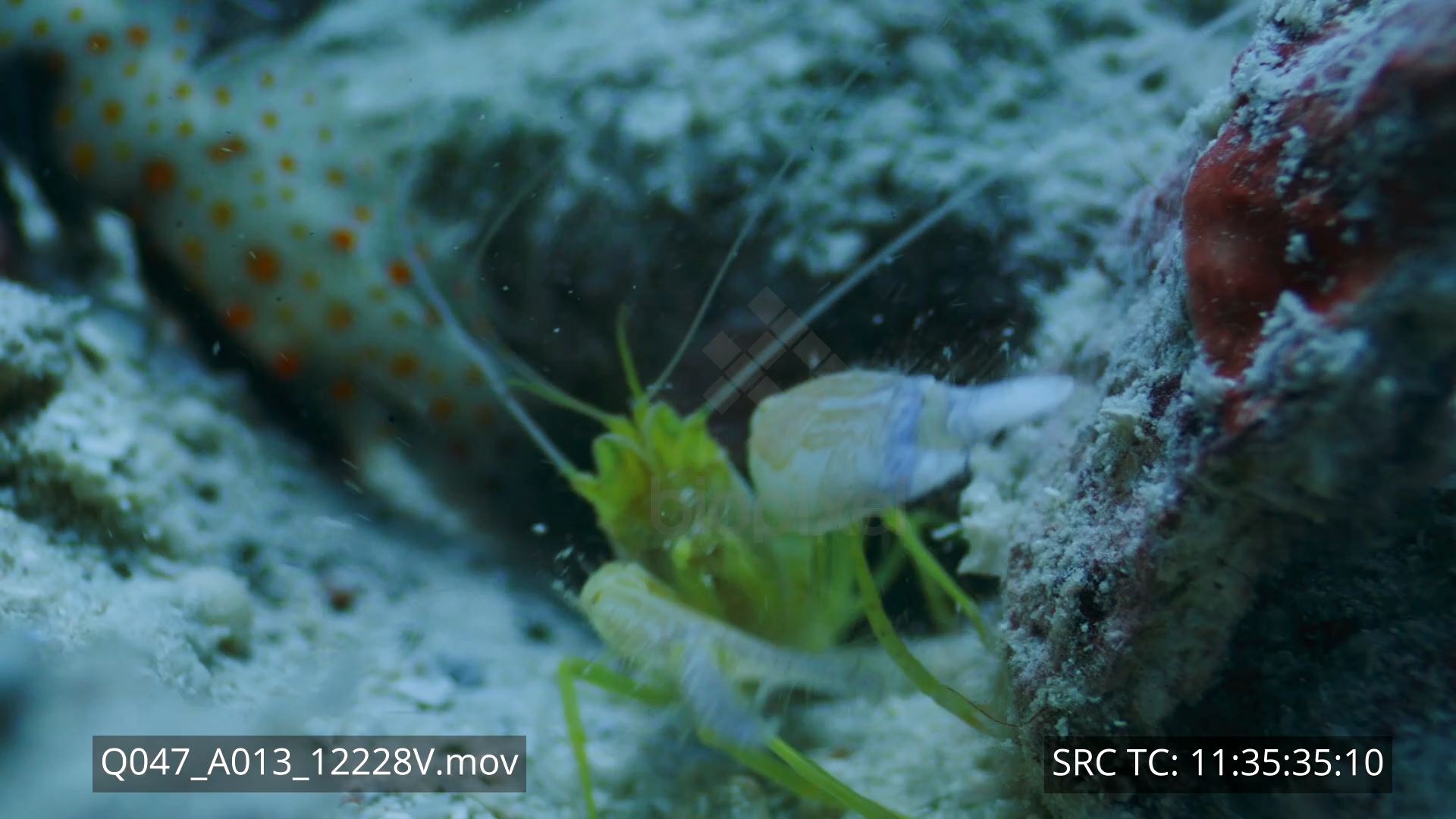 Shrimp – Pistol shrimp and symbiotic goby probe lens 8K+ 3