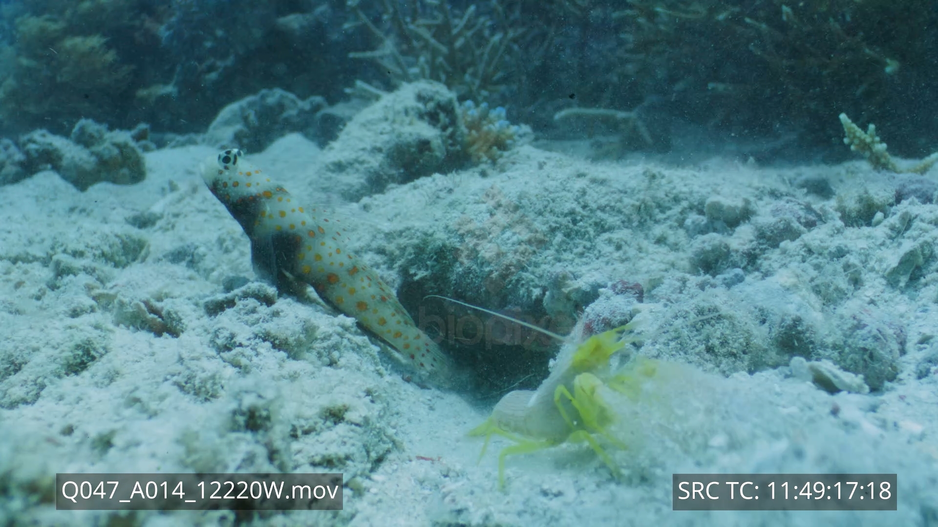 Shrimp – Pistol shrimp and symbiotic goby probe lens 8K+ 4