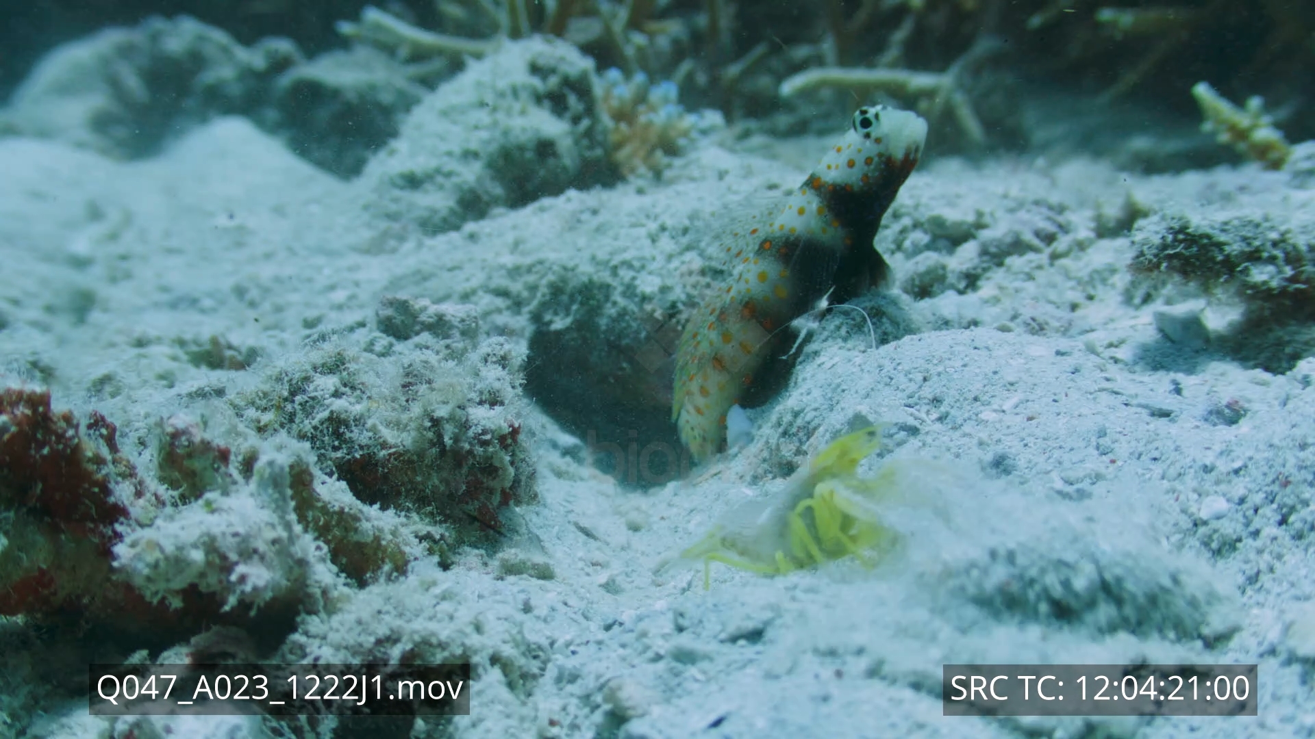 Shrimp – Pistol shrimp and symbiotic goby probe lens 8K+ 5