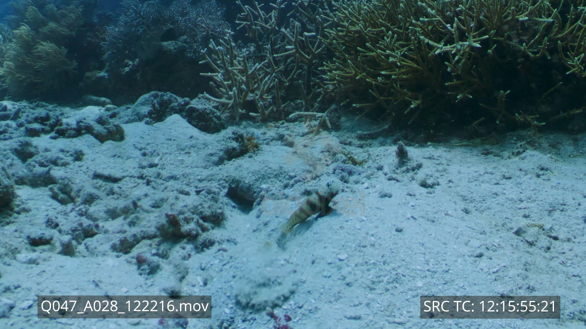 Shrimp – Pistol shrimp and symbiotic goby probe lens 8K+ 6