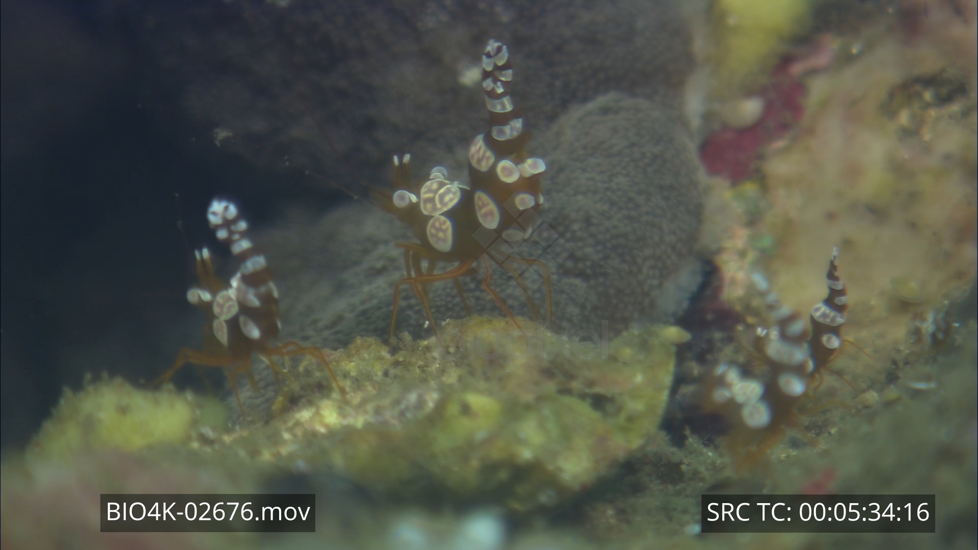 Shrimp – Sexy shrimp 4K