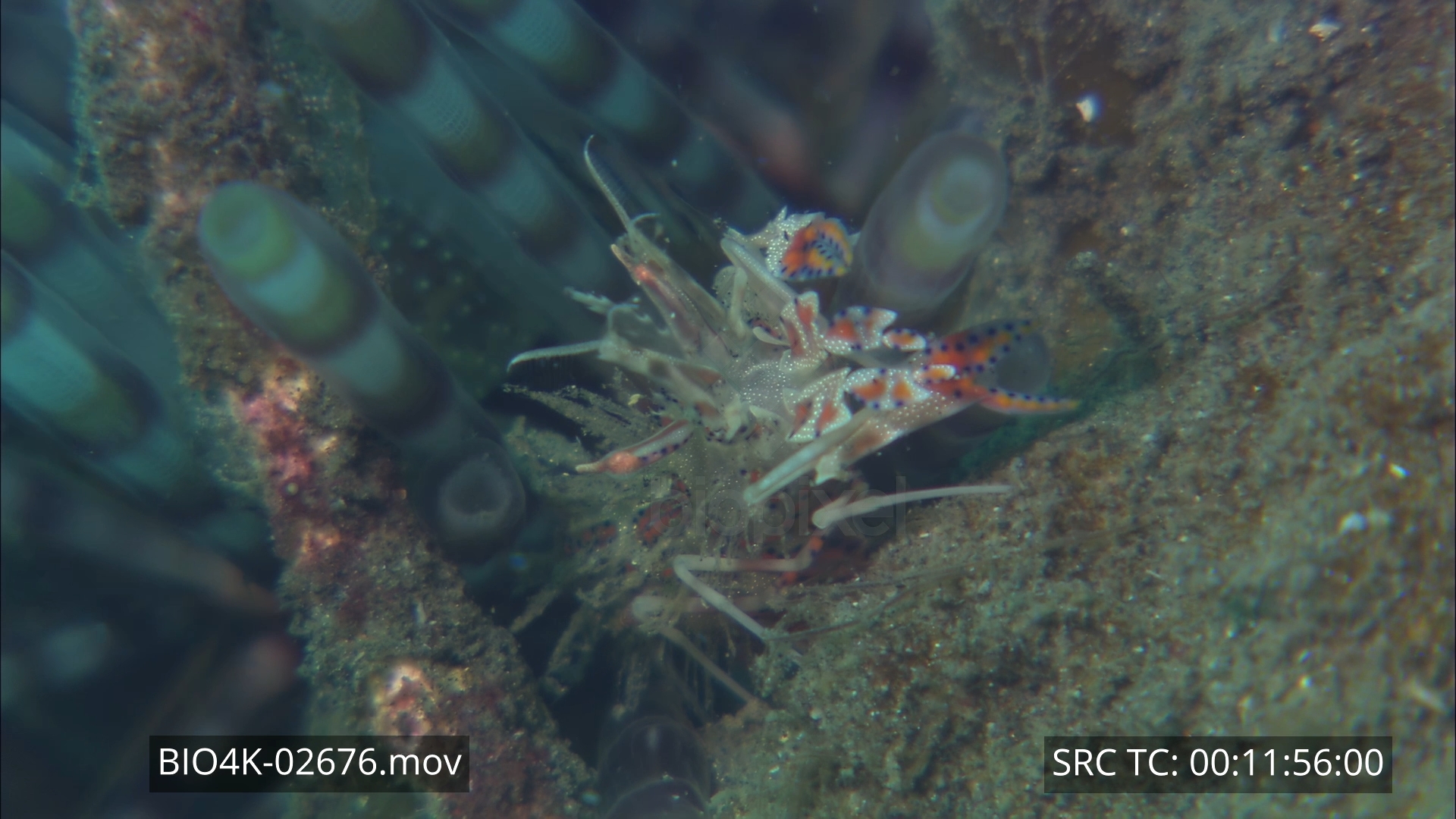 Shrimp – Tiger shrimp 4K