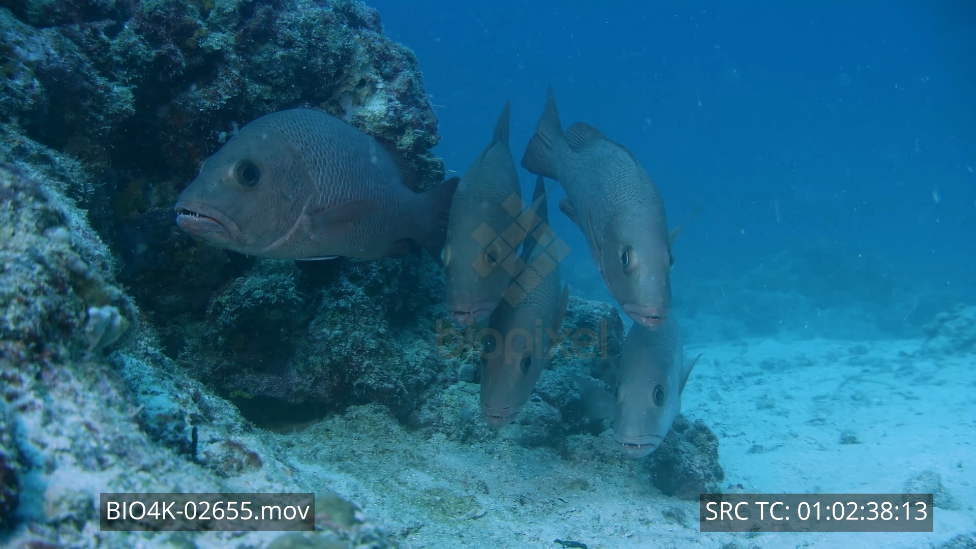 Snapper – Mangrove jacks on reef 4K