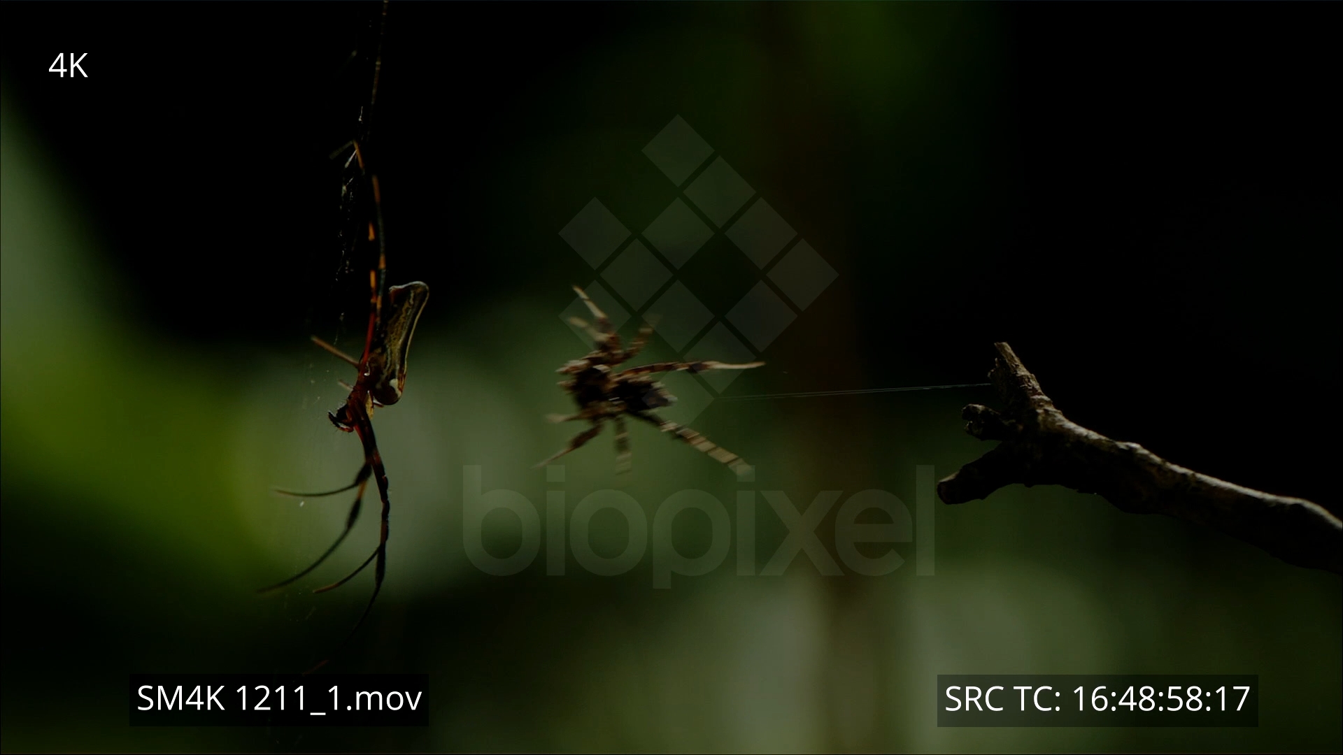 BiopixelSpider - Portia jumping spider jumping and killing orb spider ...