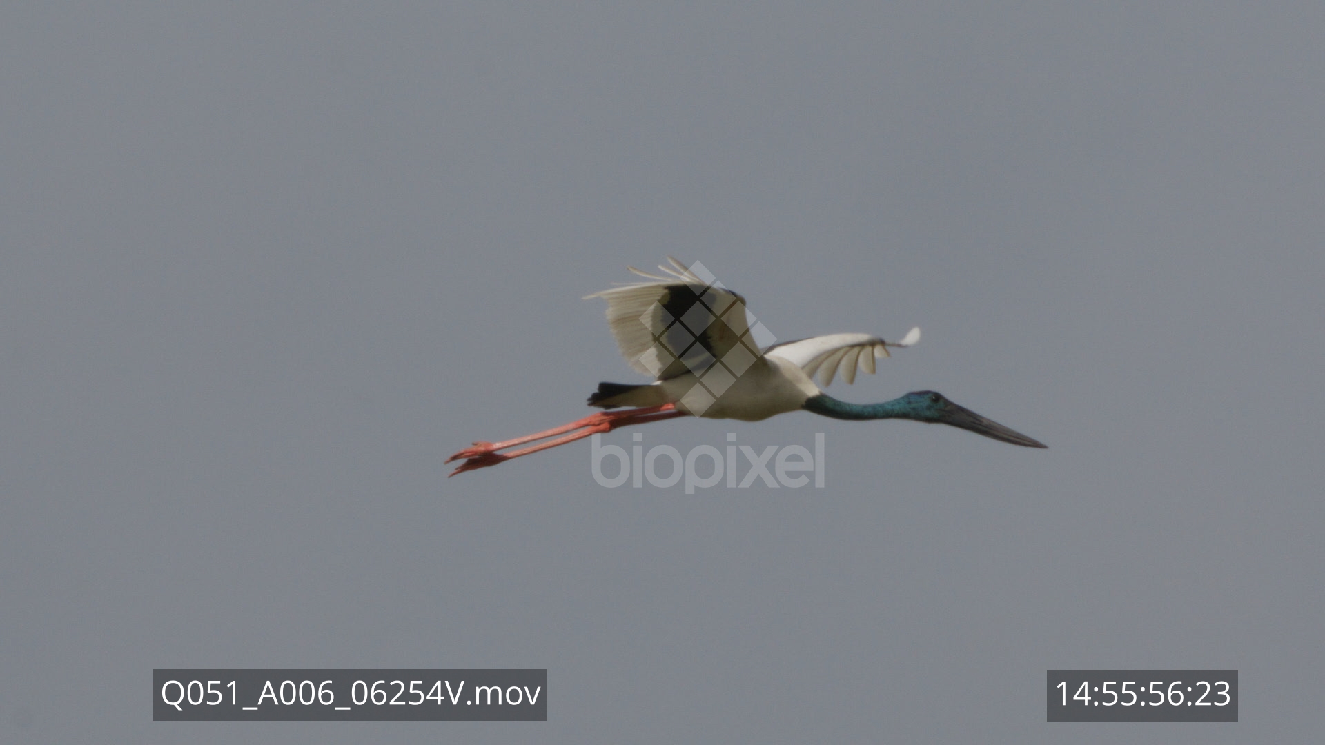 Stork – Jabiru fliying slow motion 240 frames per second 4K